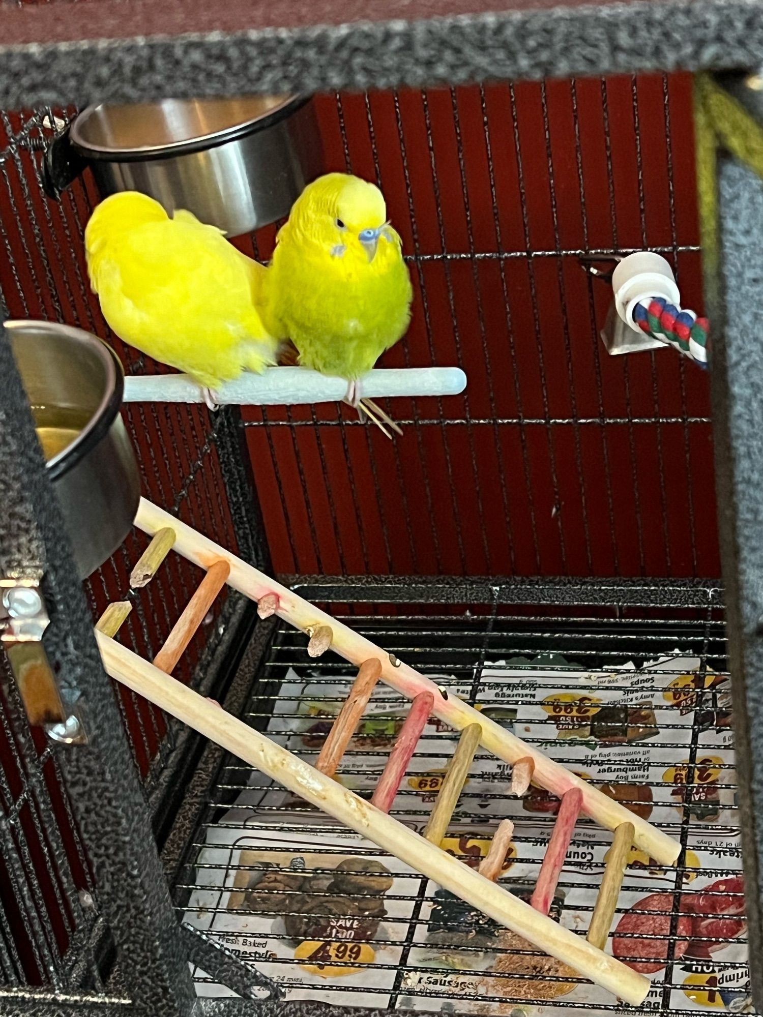 A yellow and a green budgie perched next to each other, each standing on one foot.