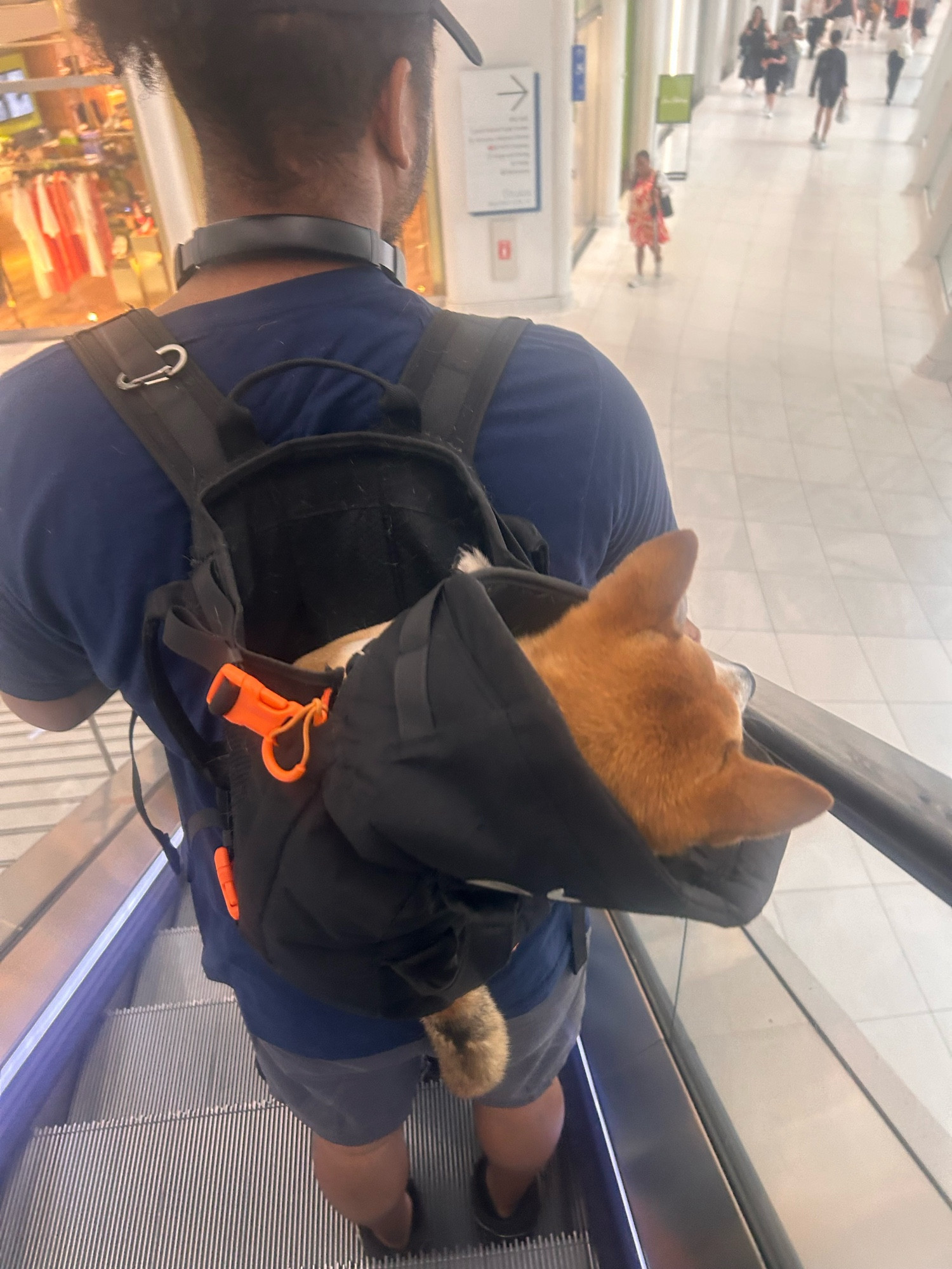 Little dog in backpack