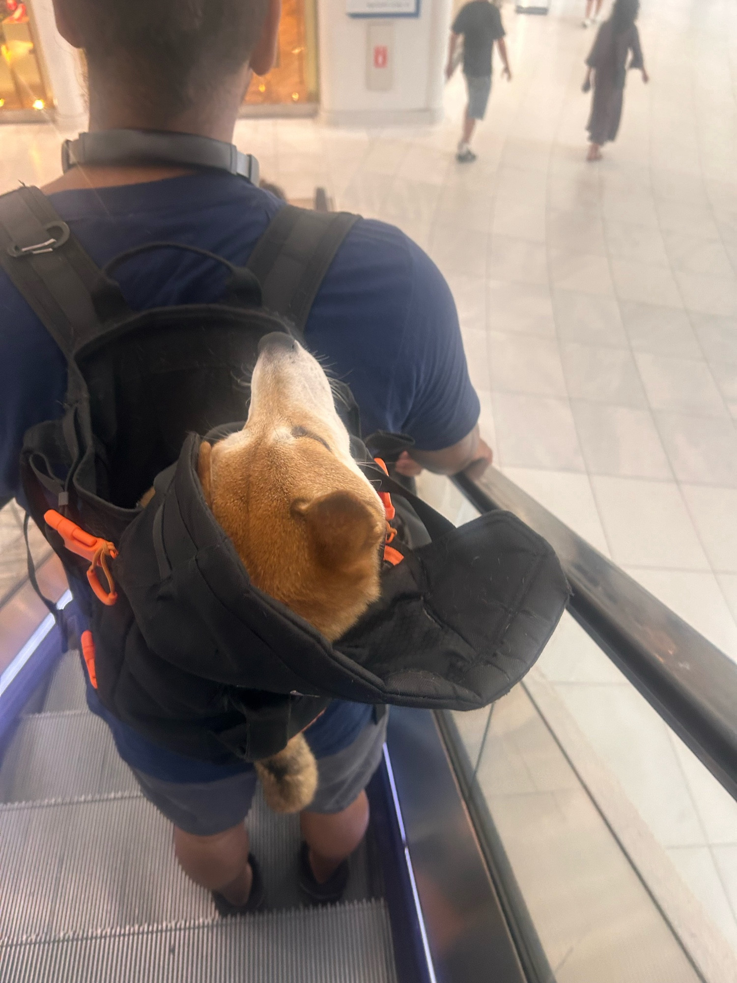 Little dog in backpack