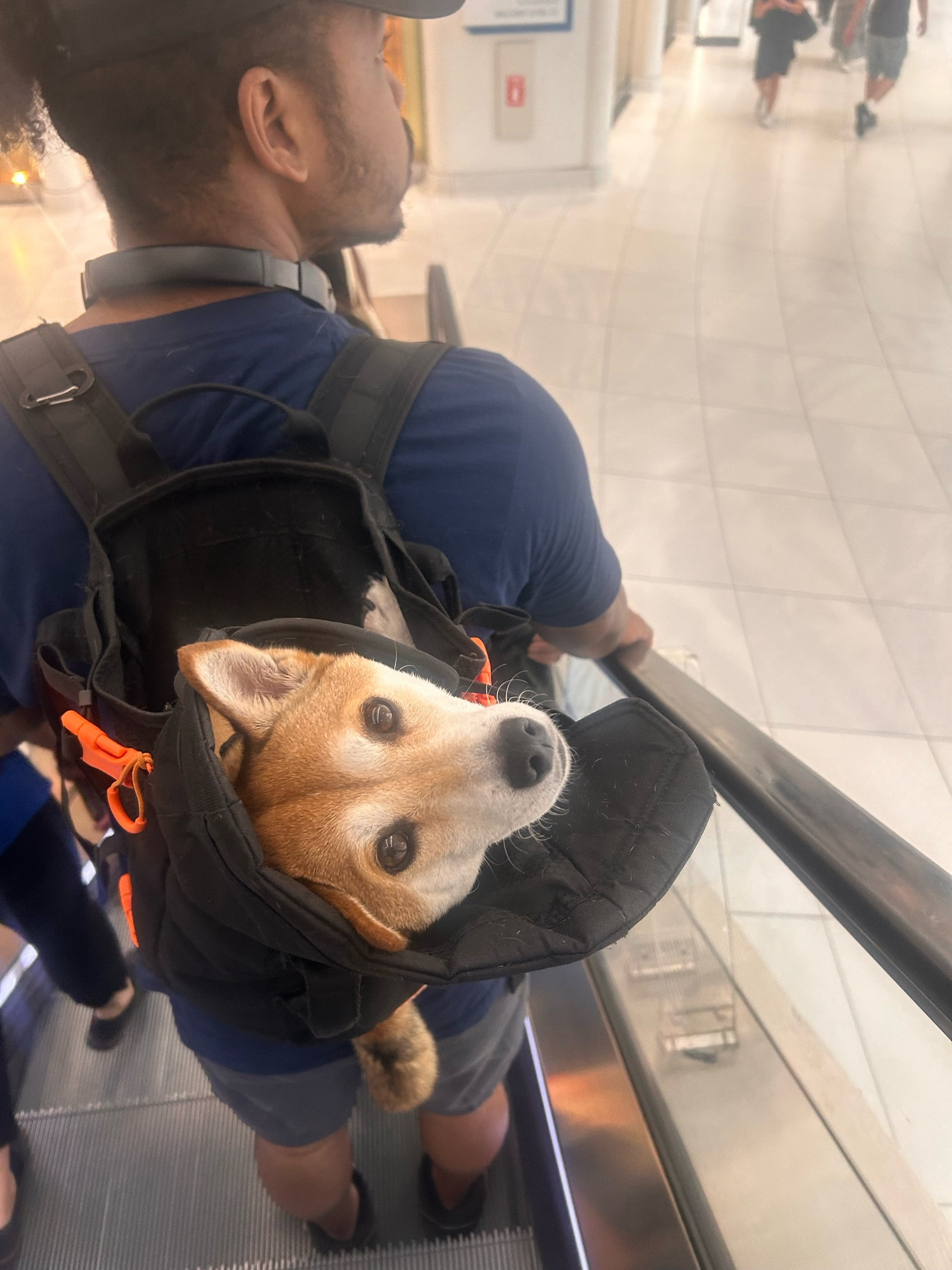 Little dog in backpack smiling at me.