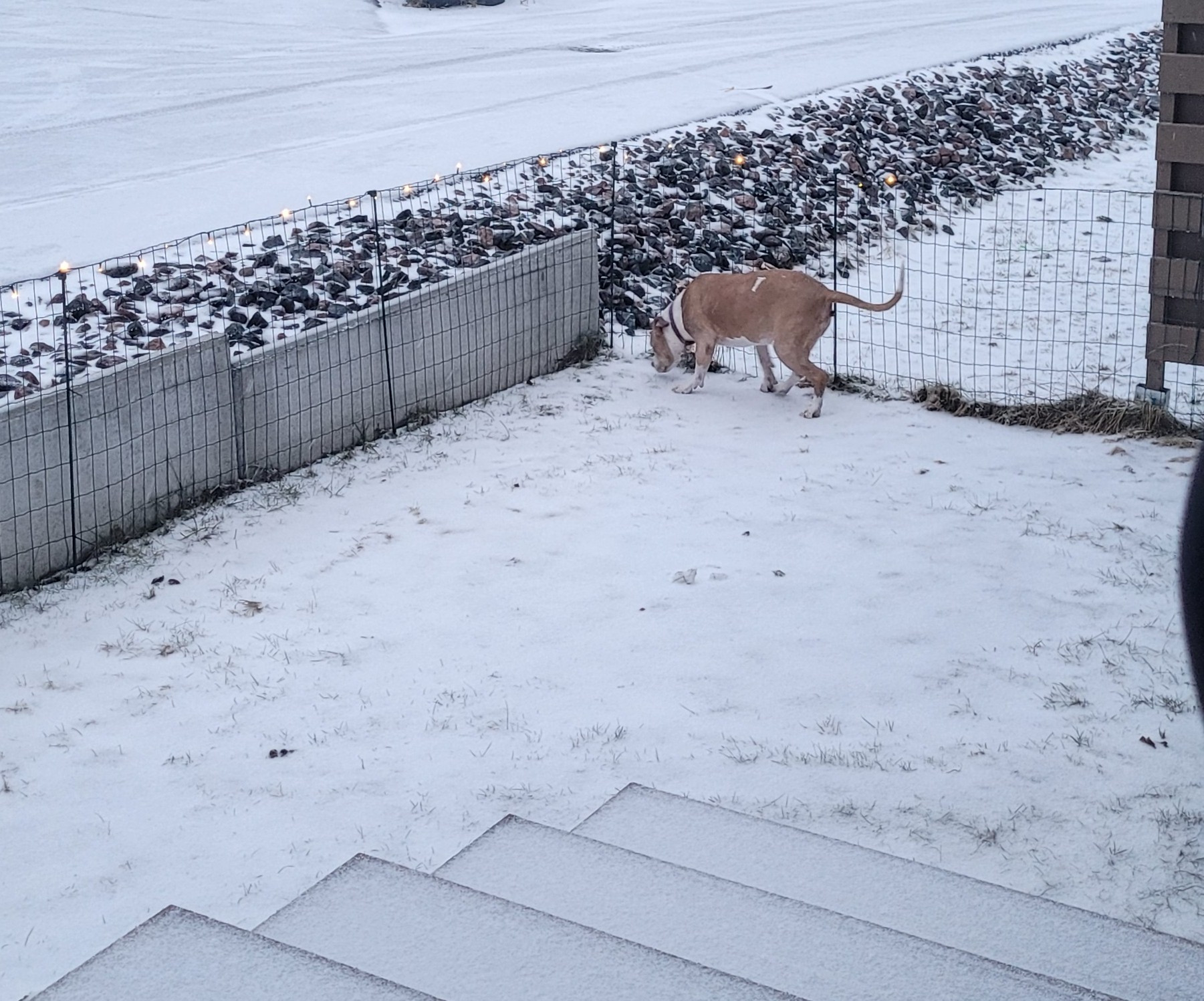 My dog, Astrid, a ginger pitbull, sniffing around our small apartment yard in the snow in Helsinki, Finland!