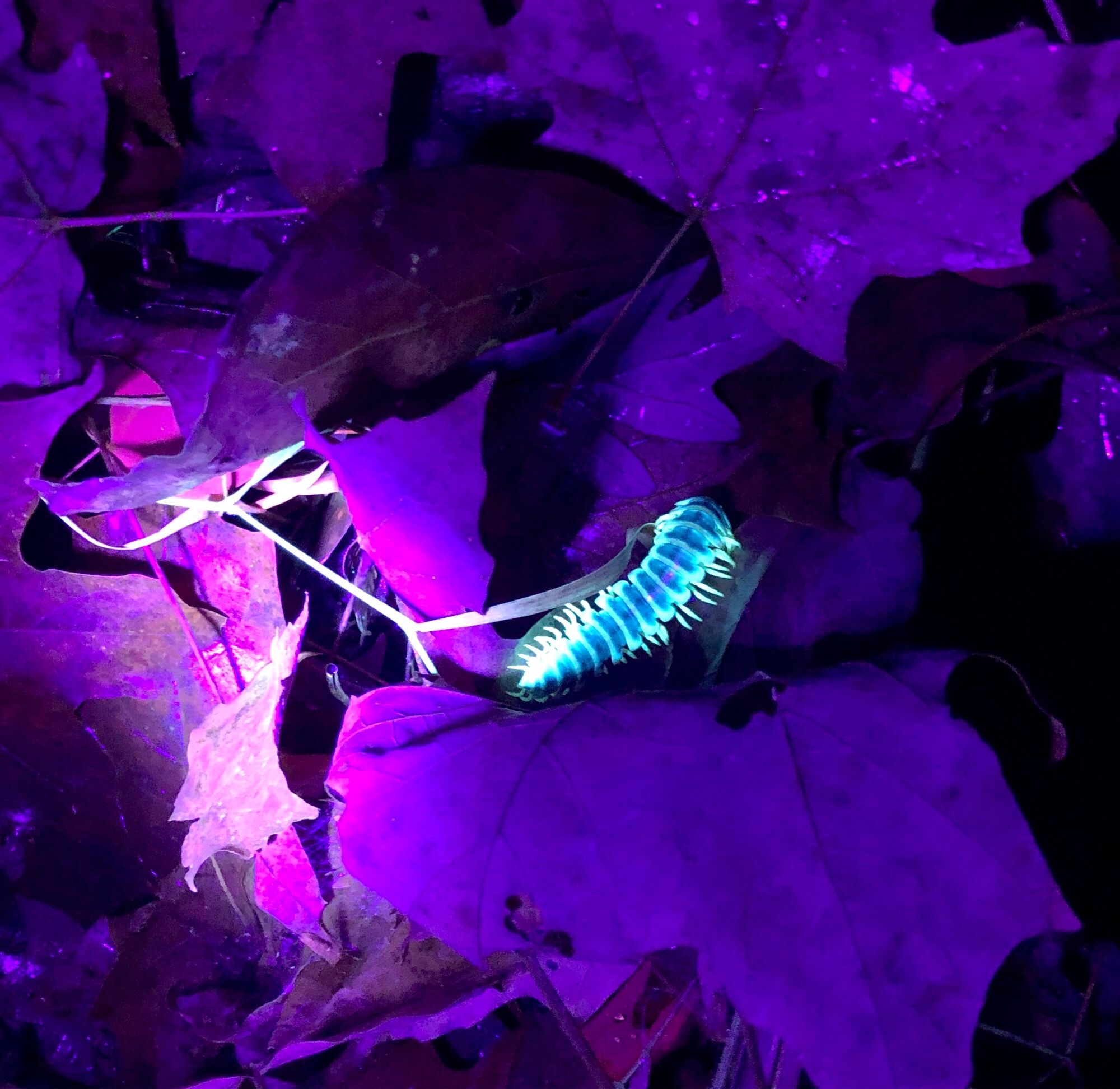 Apheloria millipede fluorescing in UV and smelling like cherry chapstick