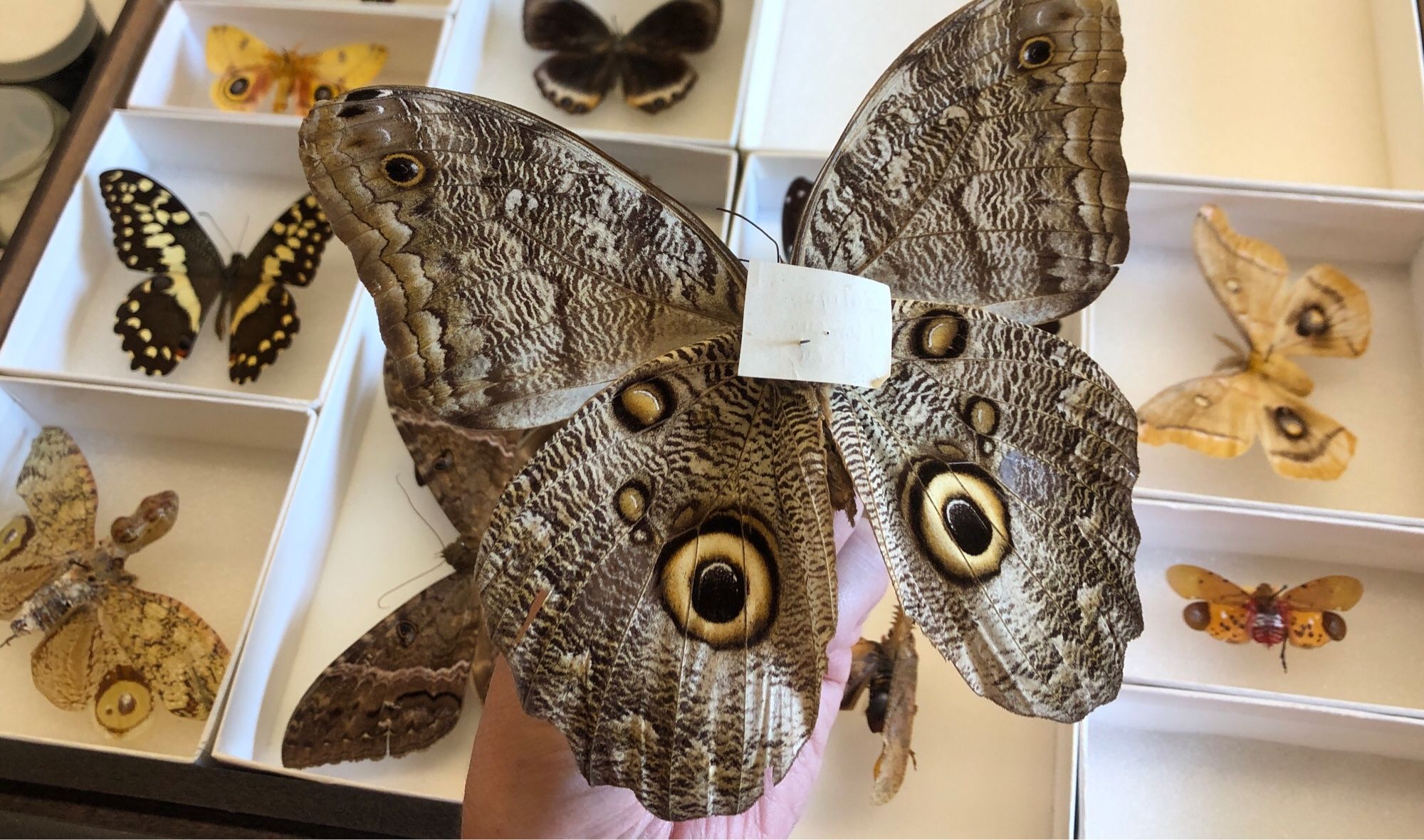 Ventral view of a specimen of Caligo sp., one of the “owl butterflies”