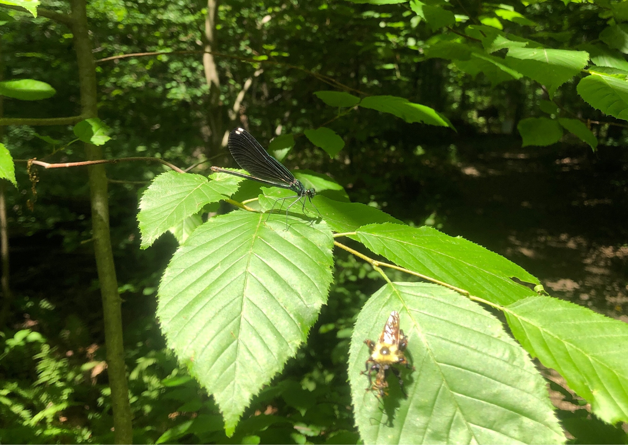 Very attractive iridescent damselfly getting its photoshoot interrupted by a big rude robberfly