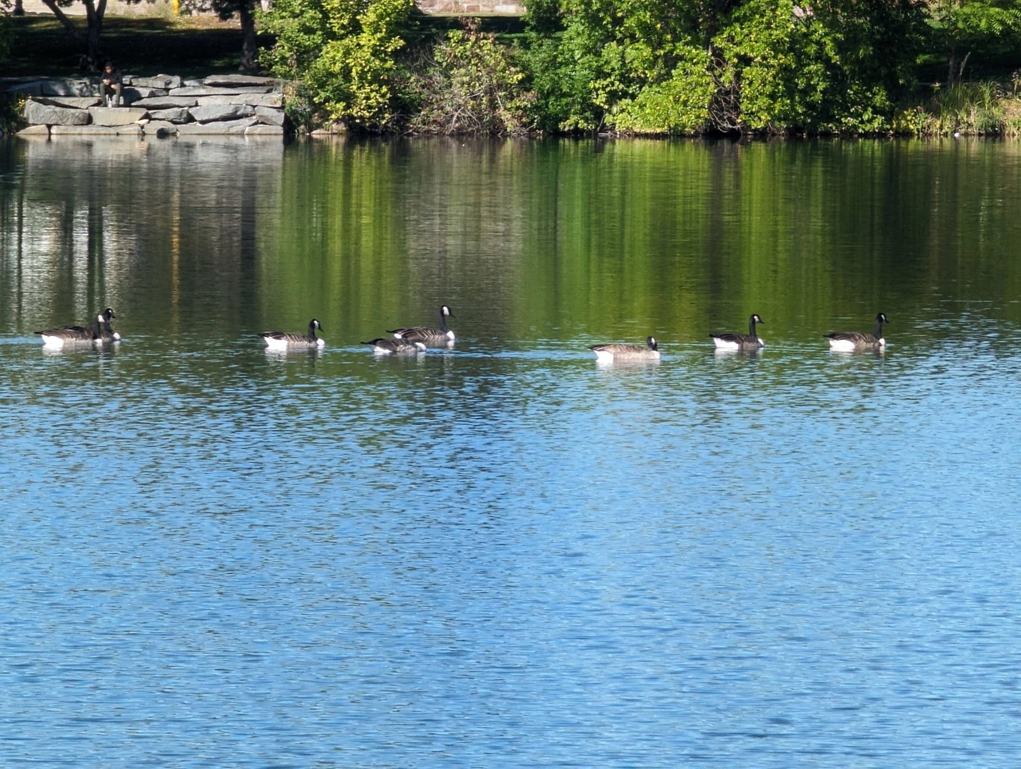 A group of ducks on a lake