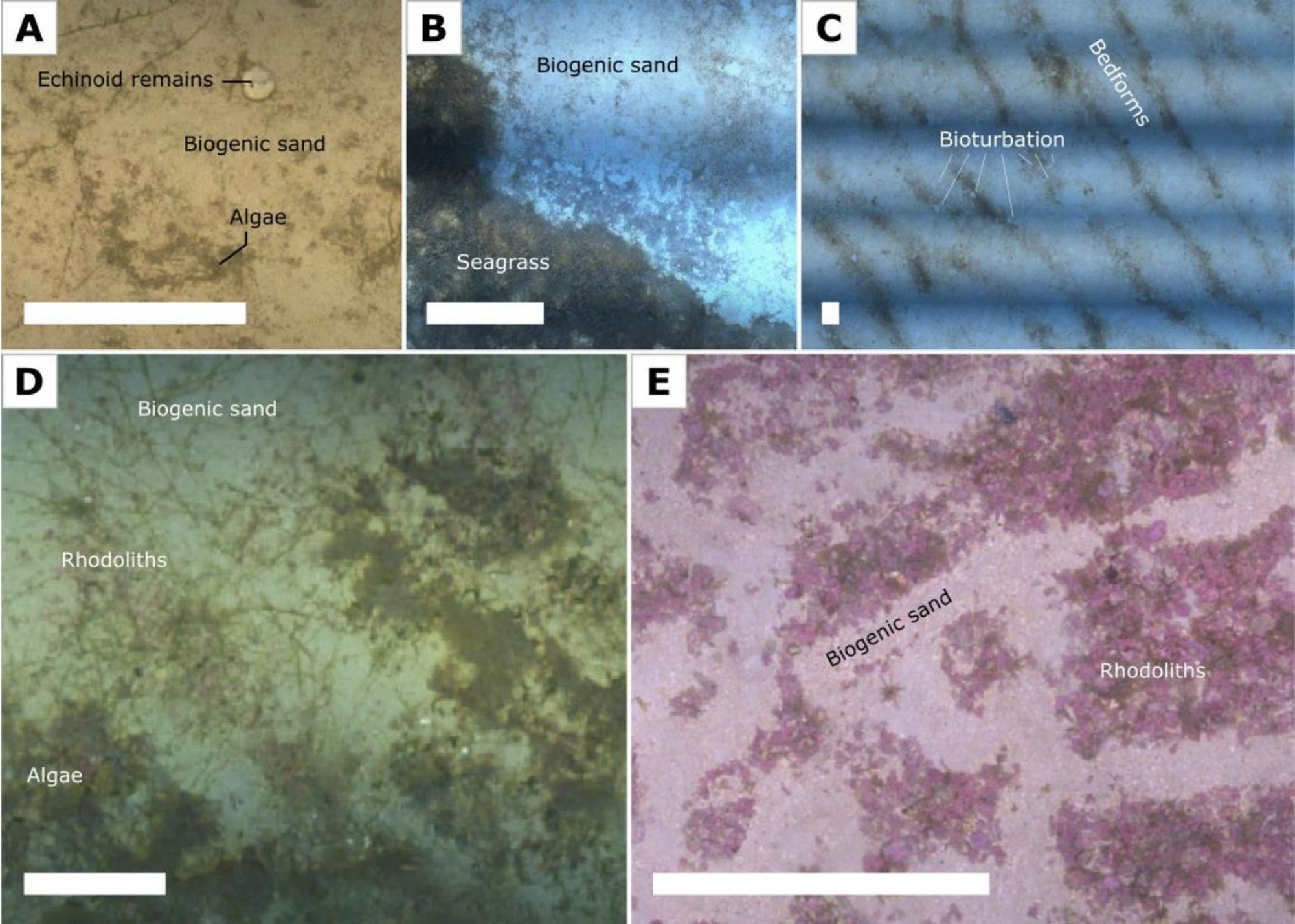 Composite mosaics of seafloor imaging of the Maltase shelf  showing different characters of the seafloor. A Biogenic sand with echinoid remains; B Interface between biogenic sand and seagrass; C Sandy bedforms; D Clumps of fleshy algae with rhodoliths and calcareous sand; E Rhodolith accumulations. All seafloor mosaics are north-oriented