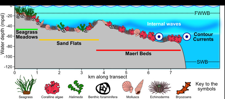 Schematic model of the facies present across the Maltese shelf and the main governing parameters on sediment distribution