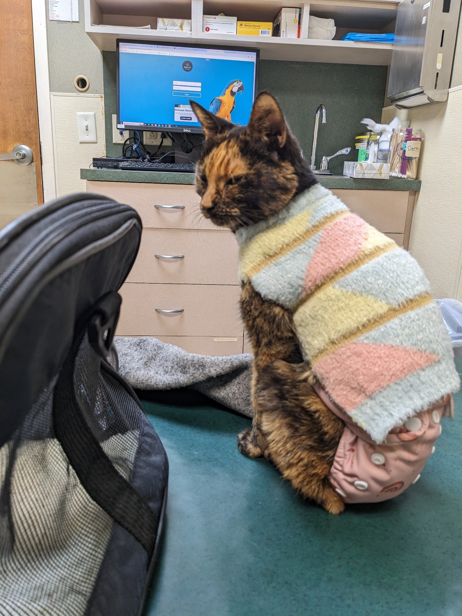 photo of a tortoiseshell cat in a sweater sitting on a vet table.