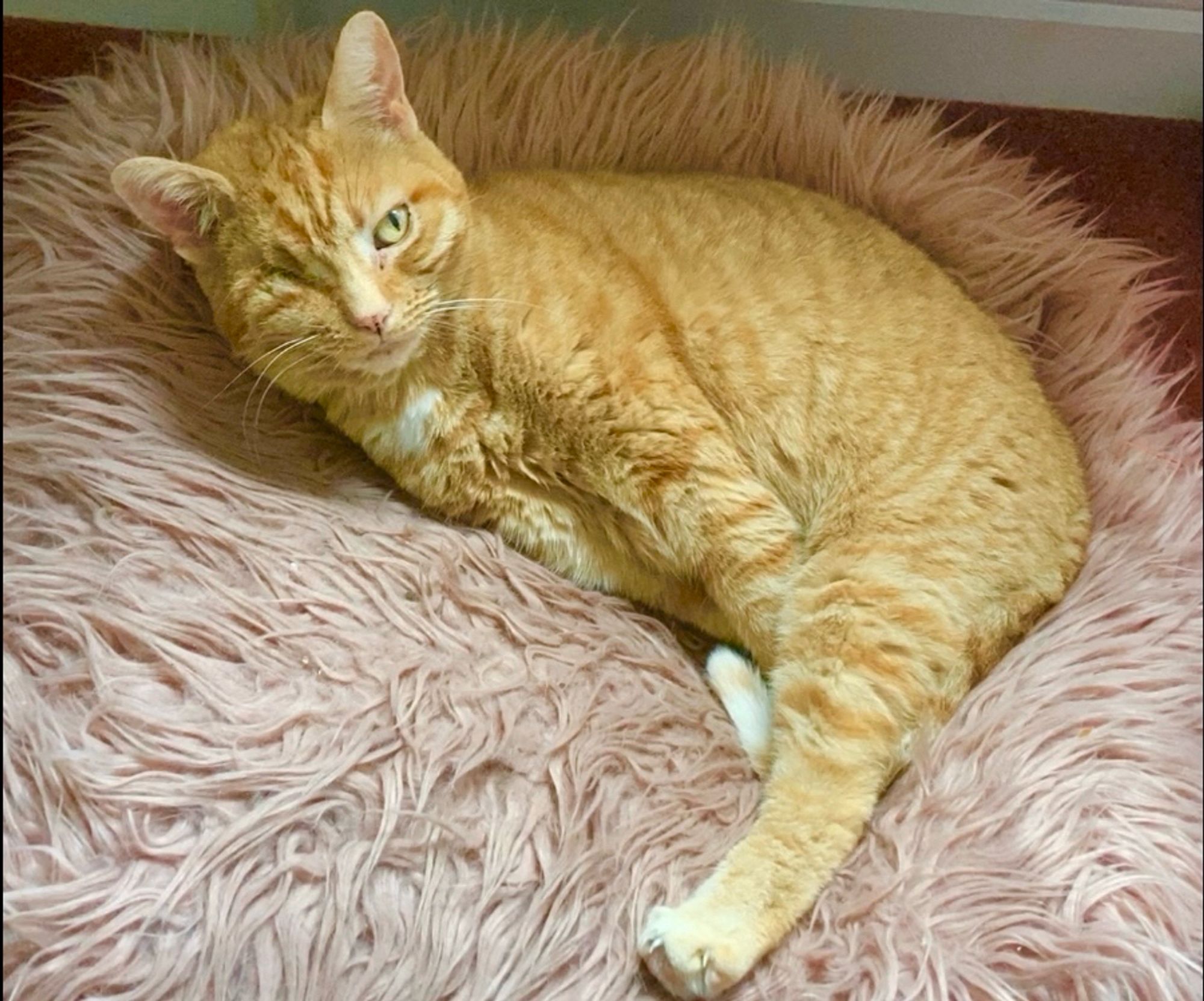 Ginger tabby lounging on a pink Afghan cube with one back leg stretched out