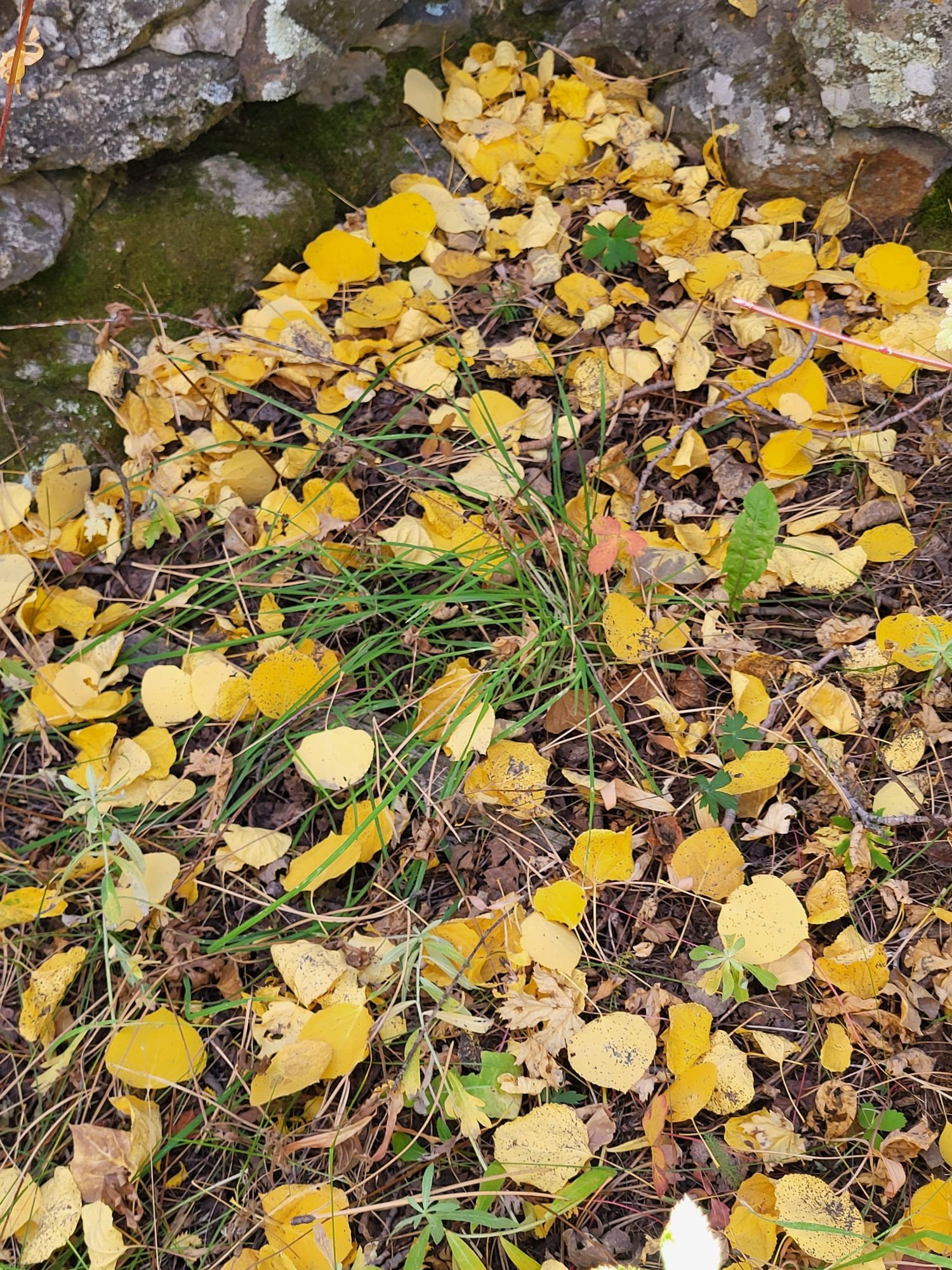 Yellow Aspen leaves on the ground