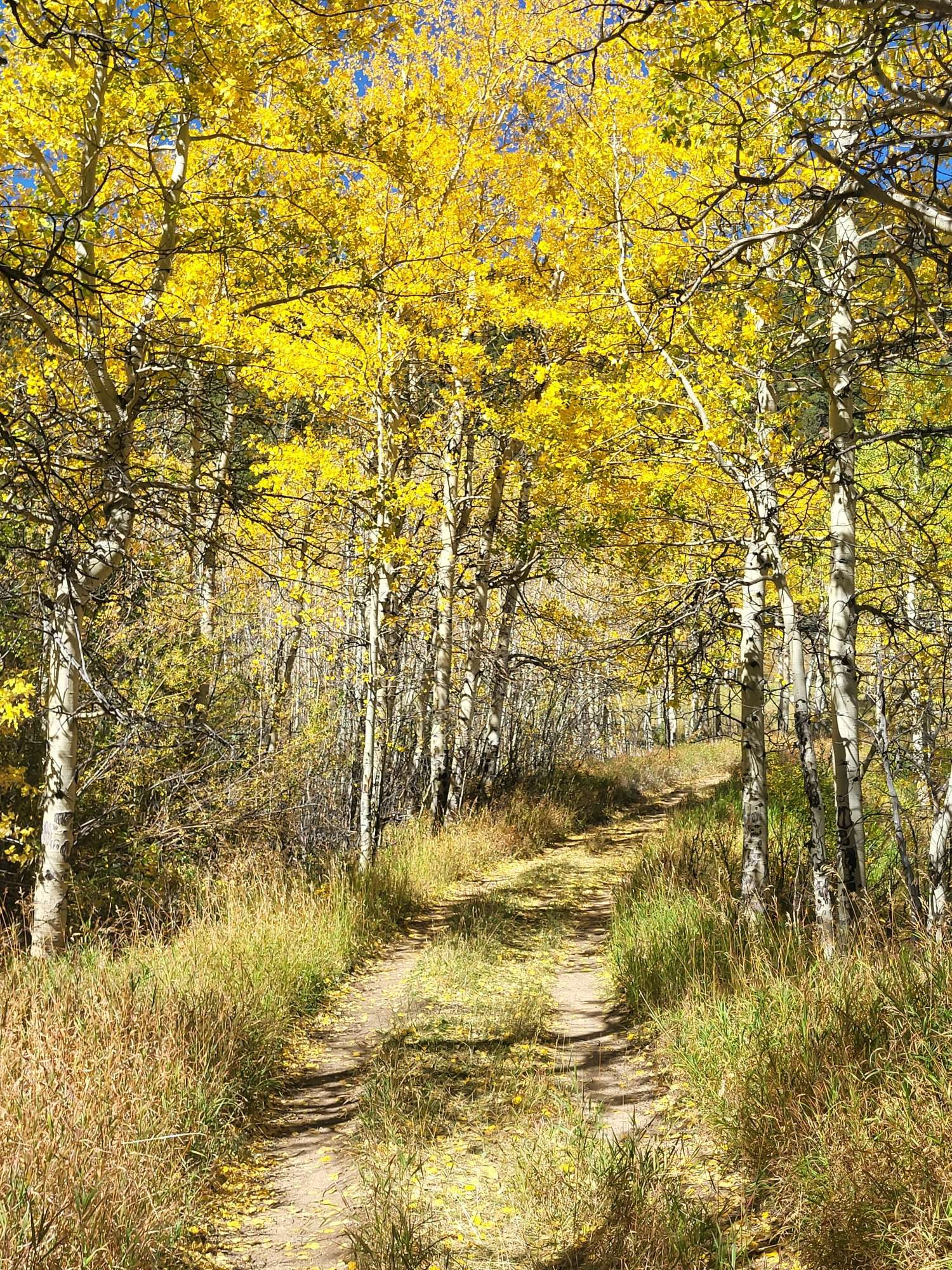 A trail with grasses and yellow aspen trees on either side.