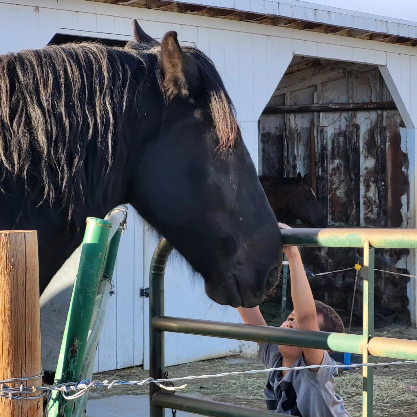 A young boy holds on to a green pipe fence as a large back horse looks at him.