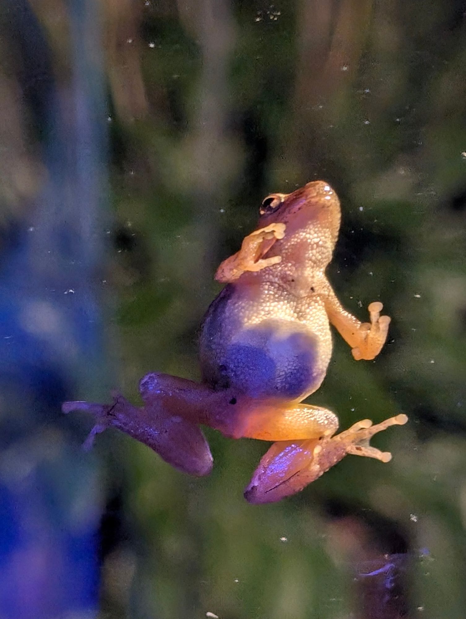 The underbelly of a small frog on a sliding glass door at night, skin light yellow and almost translucent