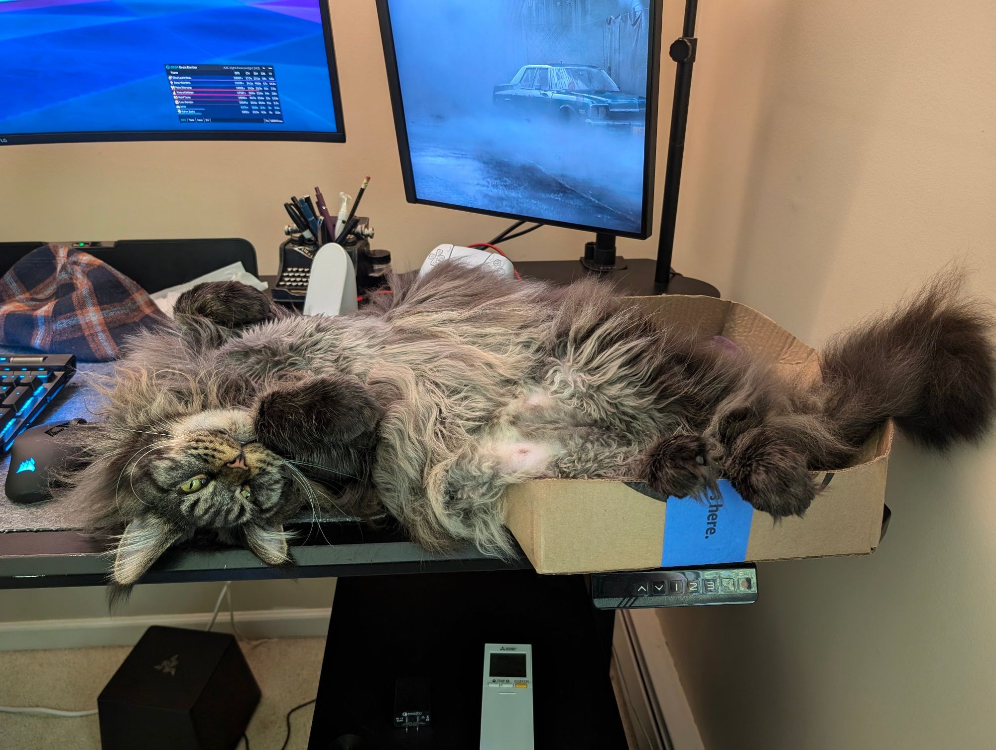 Chocolate tabby maine coon stretched ALL THE WAY OUT of his designated sleeping box on the desk, rolled over on his back and exposing cat nipples as he continues to encroach on the workspace