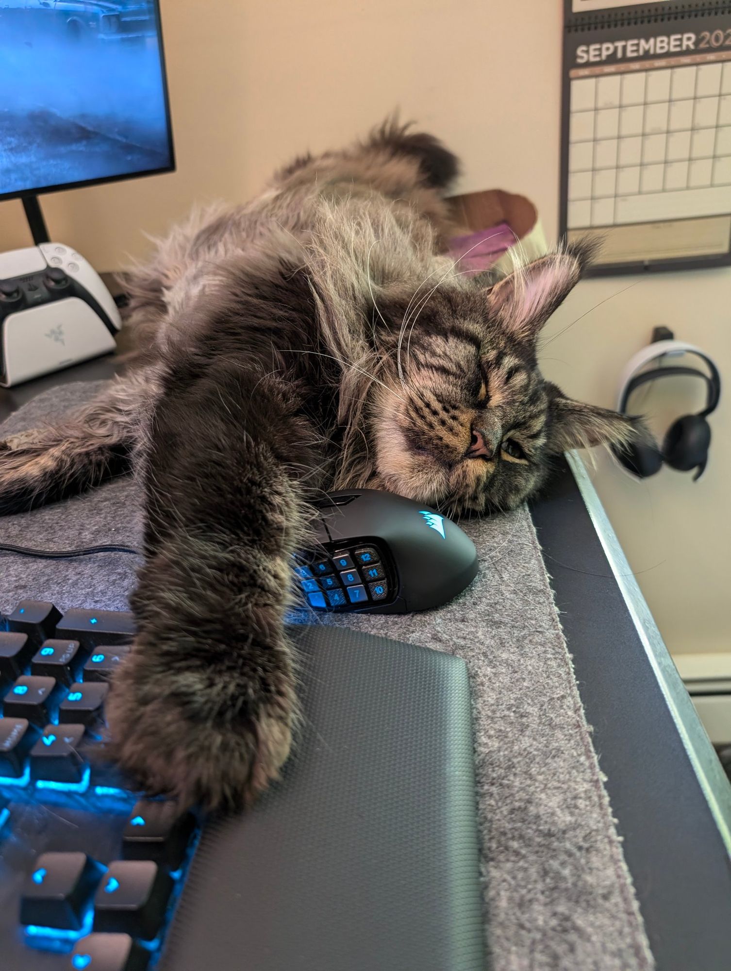 A chocolate tabby Maine Coon stretched out on a desk, extending his big furry paws over my mouse and keyboard. His name is Jason Meowmoa