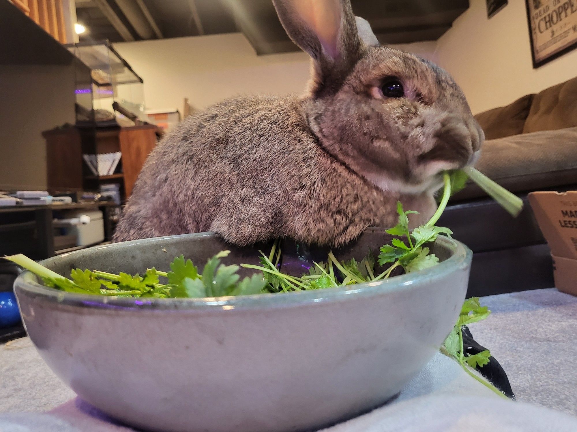 Potato rabbit is sitting on my stomach, his bowl of leafy greens is on my chest, he's munching away