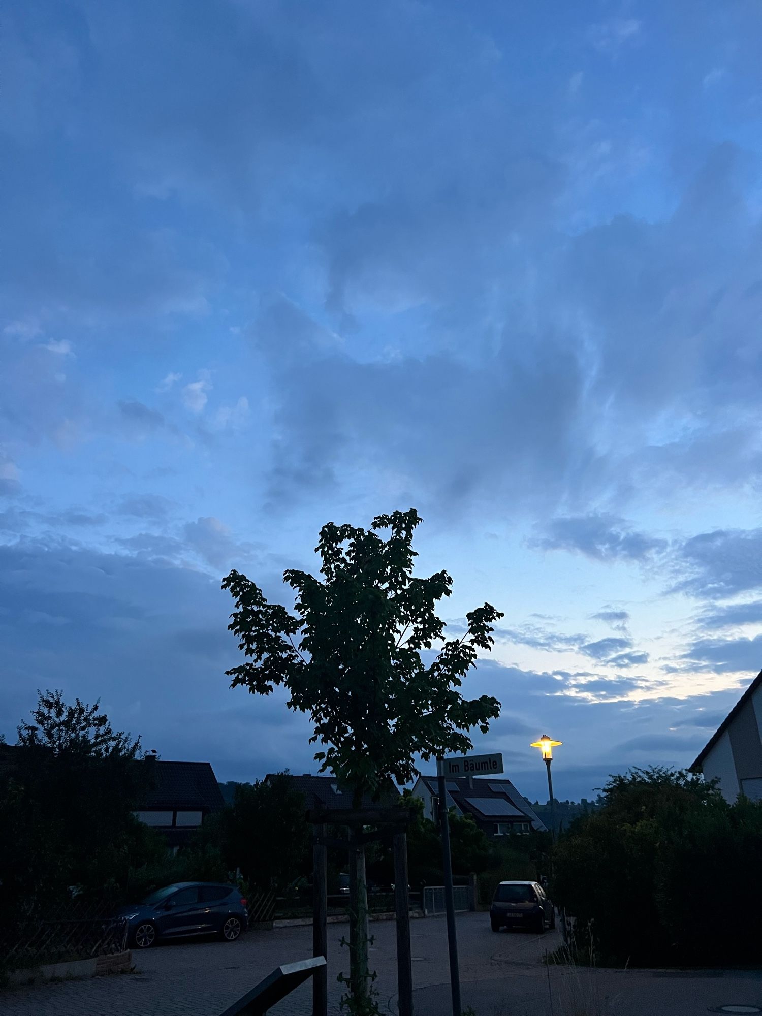 Sonnenaufgang hinter grauem, wollenverhangenem Himmel. Im Vordergund ein noch junger Baum