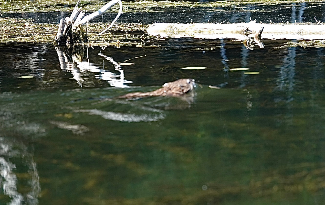 Brown mammal swimming in a calm river