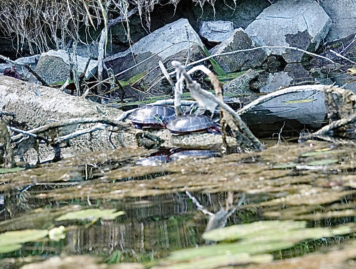 Two turtles on a log, surrounded by rocks, lily pads & dead branches