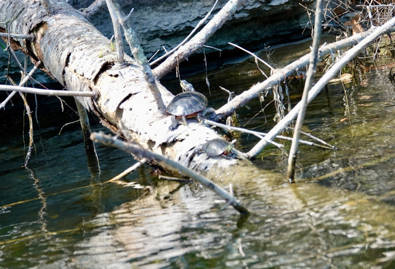 Two turtles on a log, surrounded by water