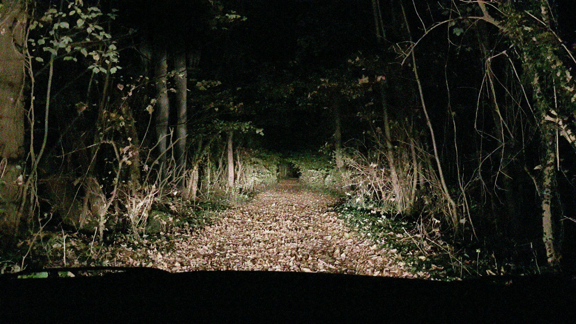 a photo of a dirt road through the woods at night, lit by headlights