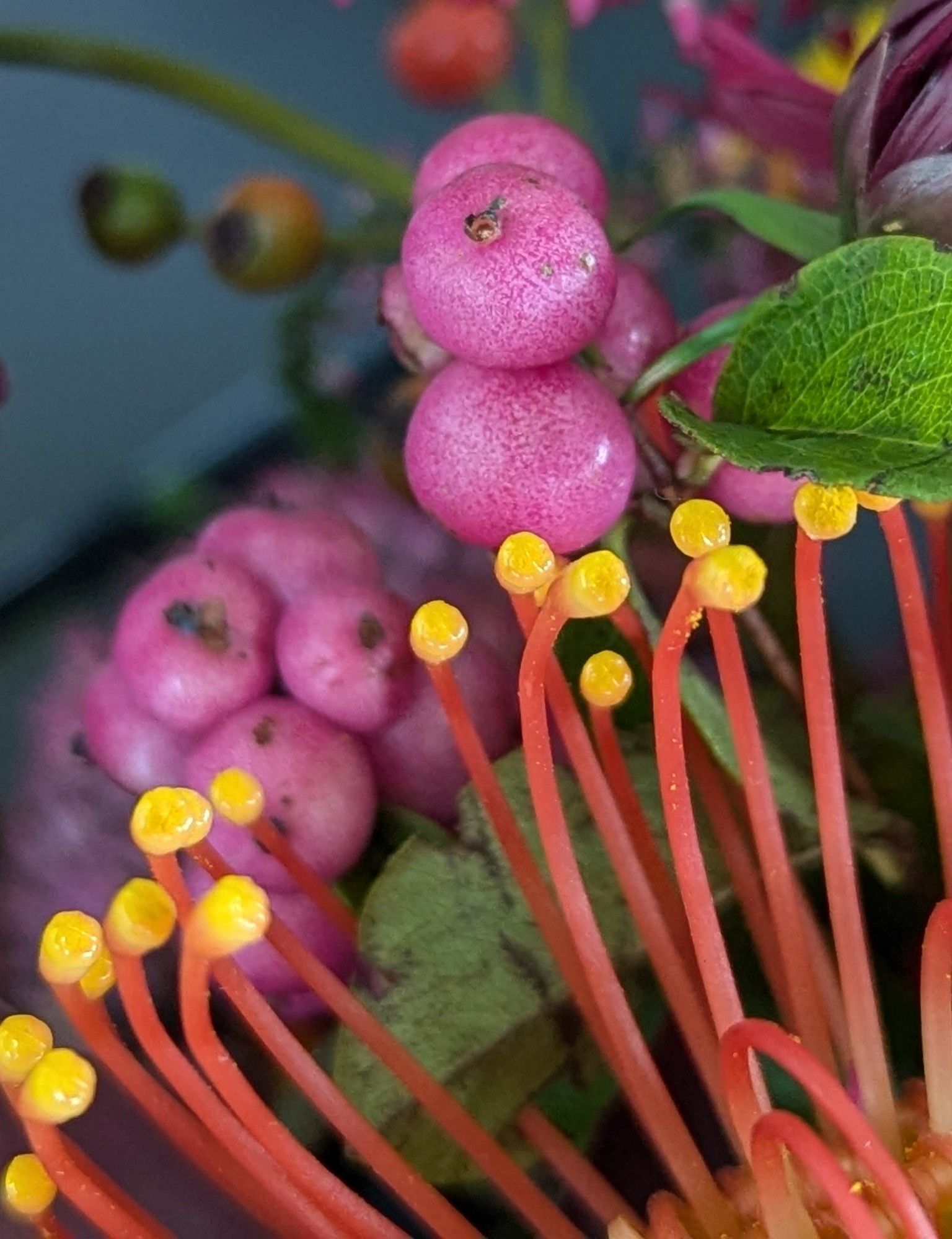 Foto-Nahaufnahme: rosafarbene Beeren und Blütenstengel mit gelben Enden