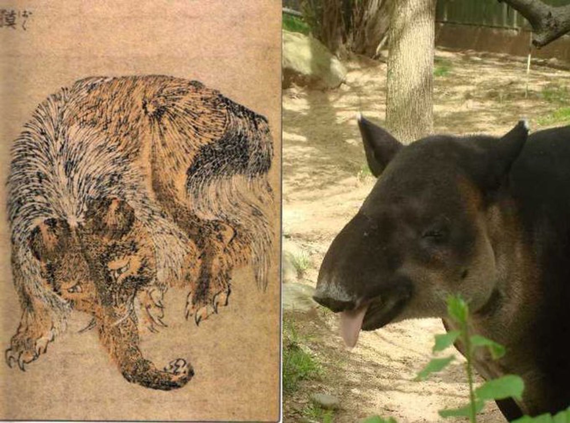 Hokusai baku drawing and photo of actual tapir