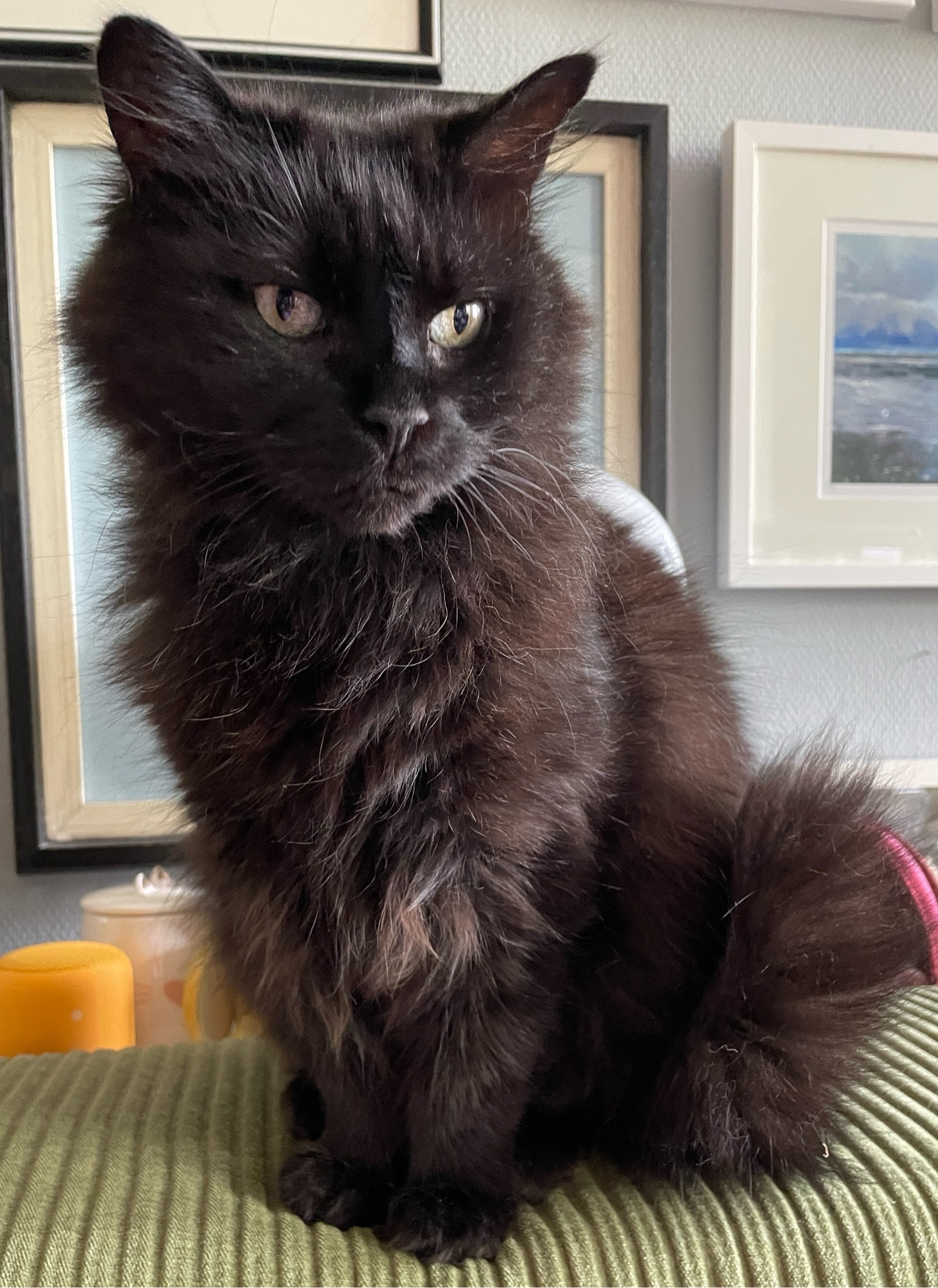 Eddie, der flauschige kleine schwarze Kater, sitzt am Rand des grünen Sofas, im Hintergrund Bilder an der Wand