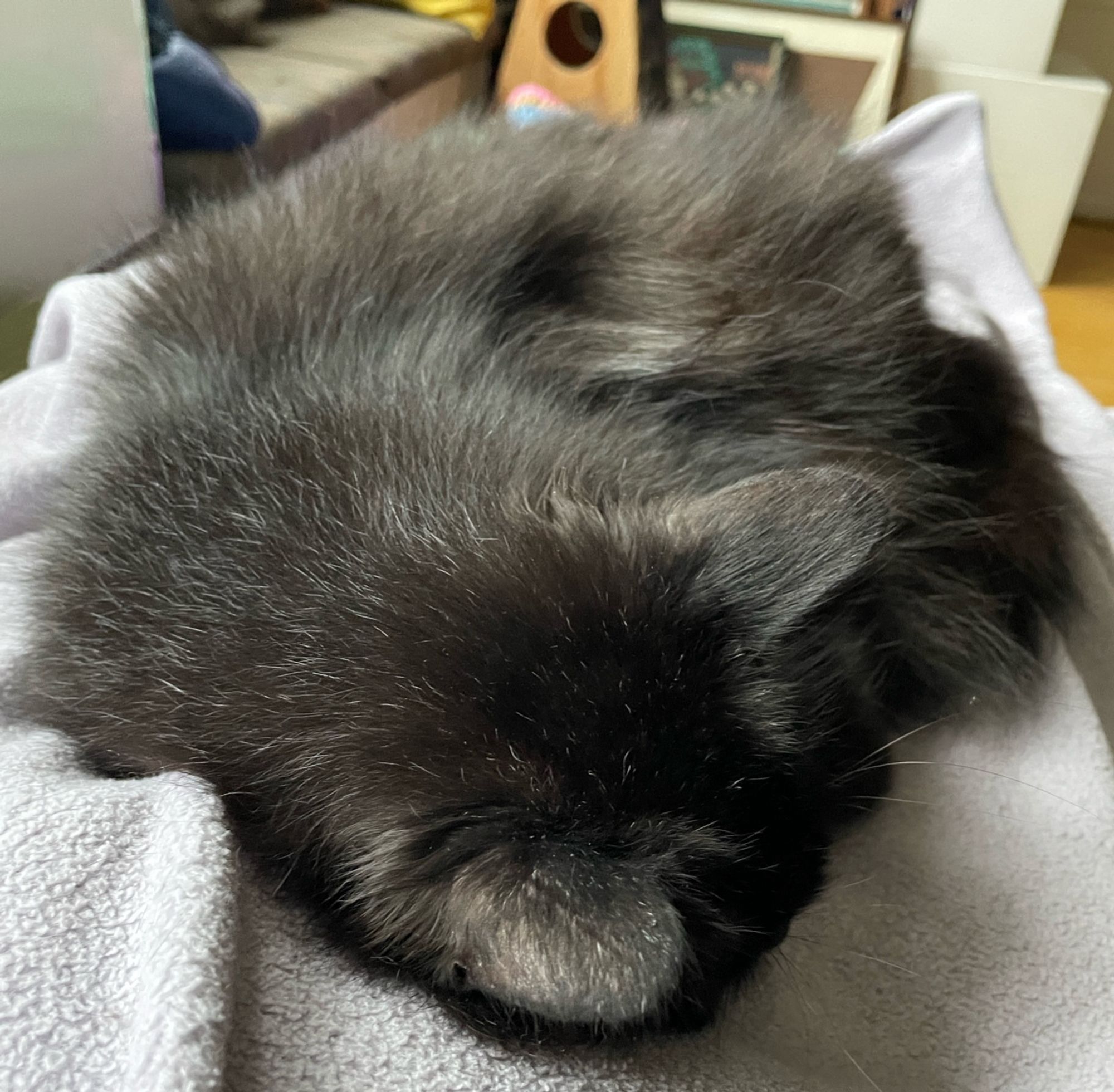 Eddie, der flauschige kleine schwarze Kater, liegt auf mir und schläft auf der grauen Decke