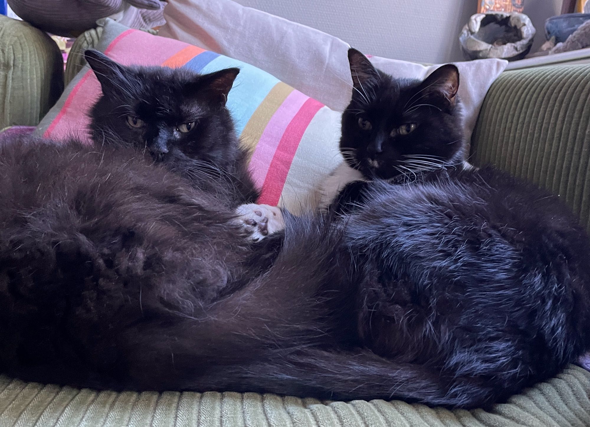 Eddie und Sockie, die beiden schwarzen/schwarz-weißen Kater liegen nebeneinander auf dem grünen Sofa, vor den bunten Kissen