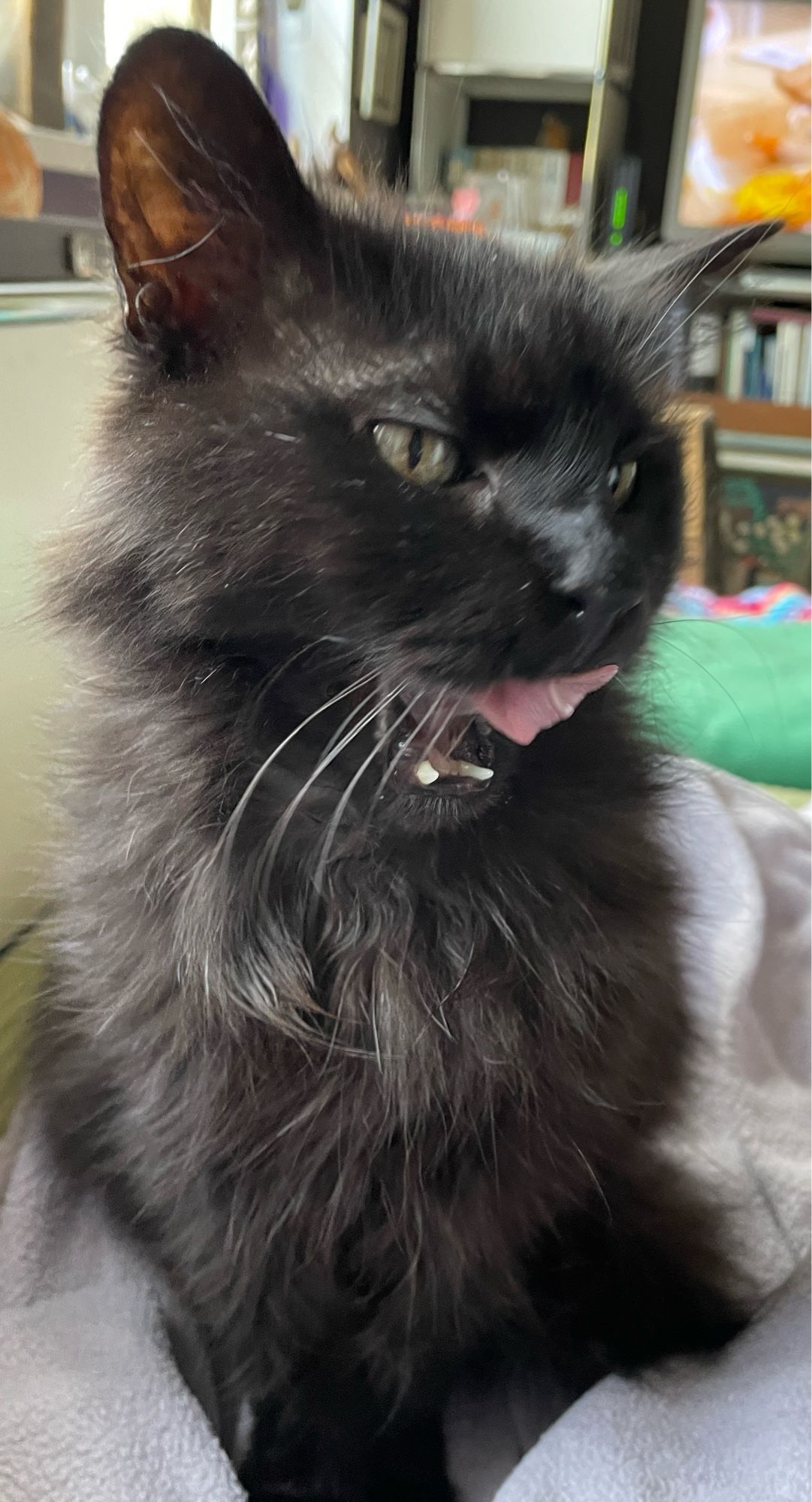 Eddie, der flauschige kleine, schwarze Kater, sitzt auf dem Sofa auf der grauen Decke und leckt sich das Schnäuzchen