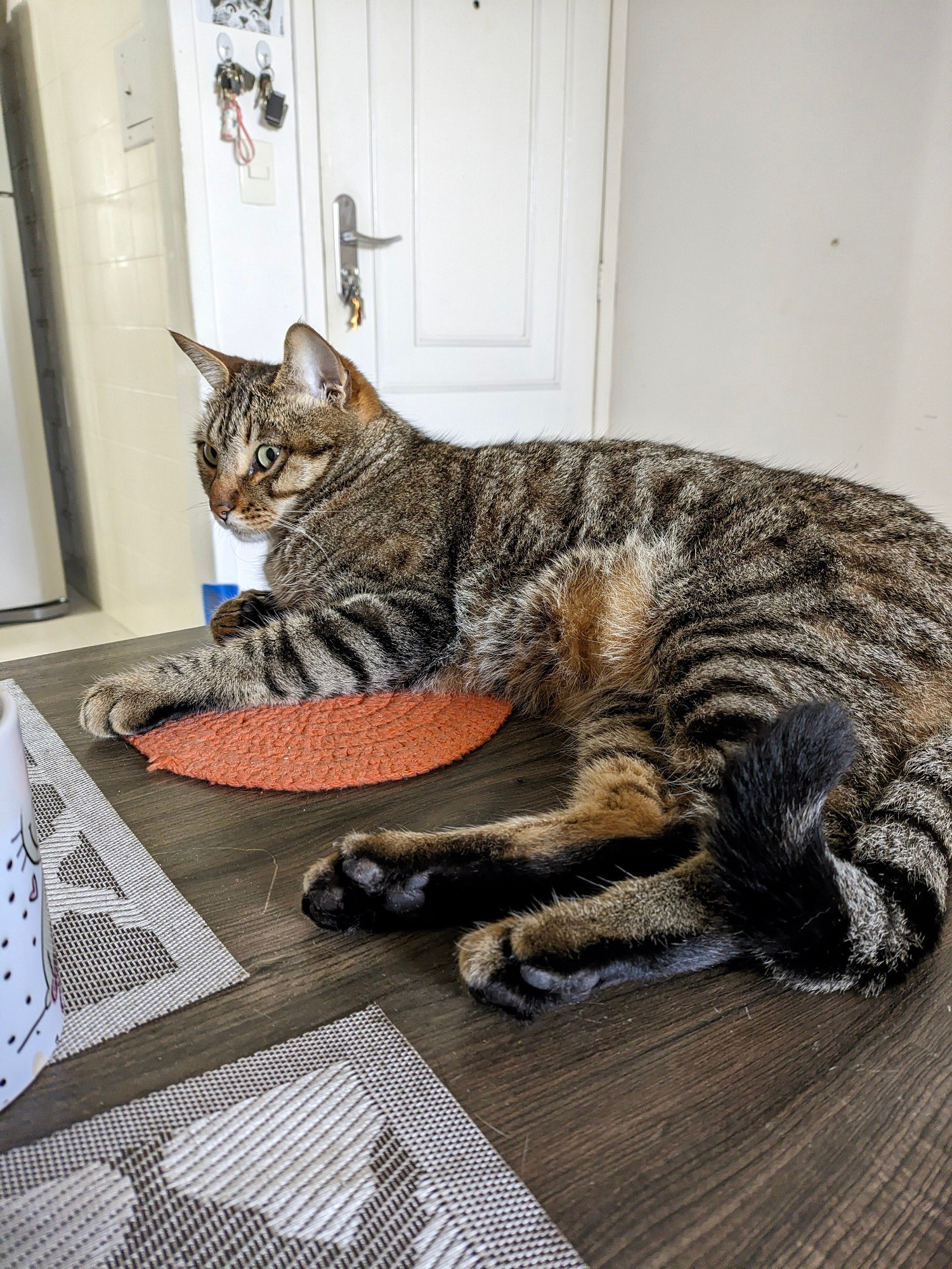 Cat laying on the table 