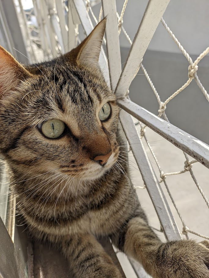 Foto do gato Huginn deitado no parapeito da janela. Ele é um gato tabby marrom, e está olhando fixamente para frente, com as pupilas bem contraídas