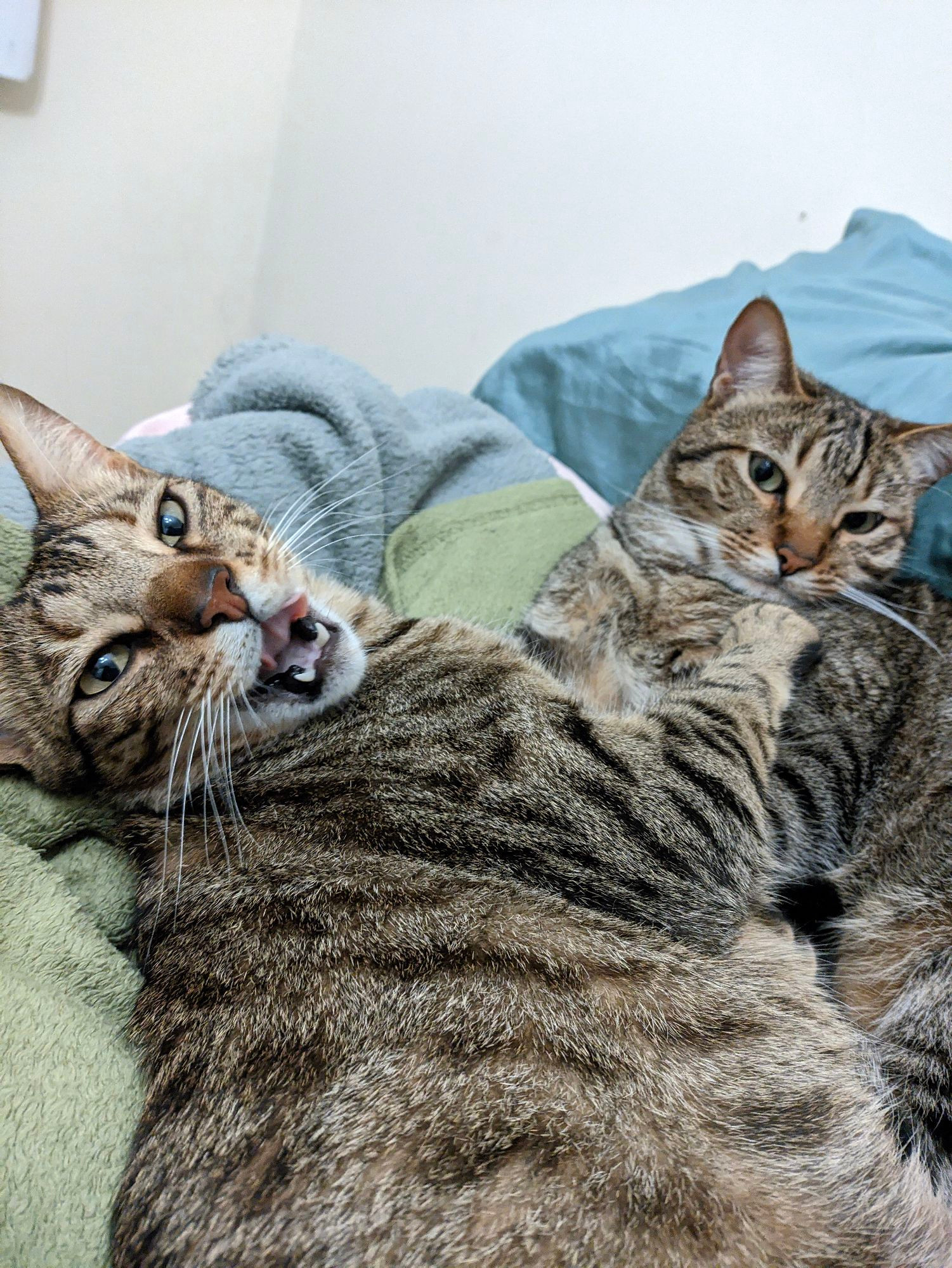 Huginn and Muninn, two brown tabby cats, laying together in the bed 