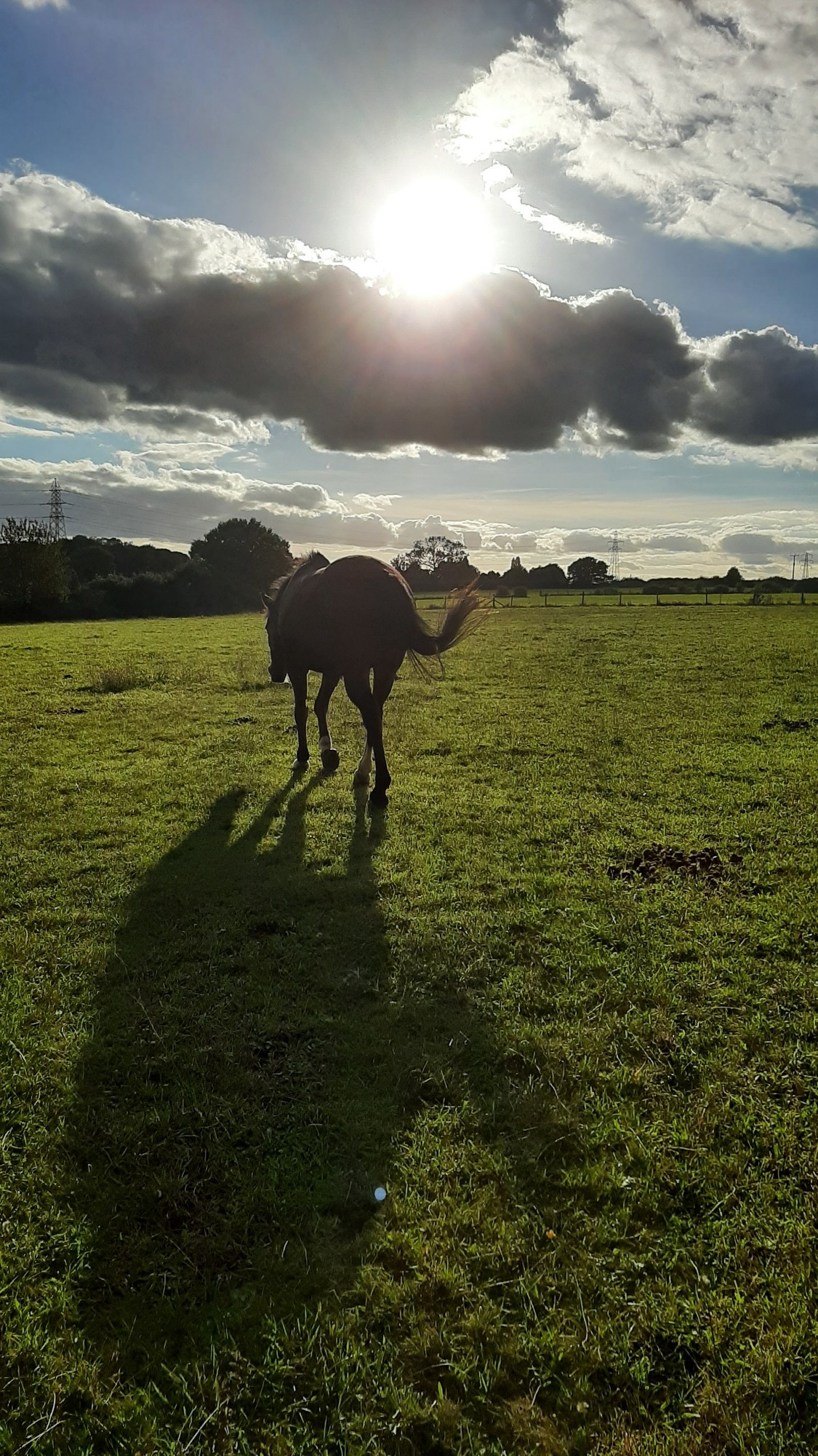 Photo of pasture with stormy clouds, low blue highlights and low sun creating a shadow of a horse walking away from the camera