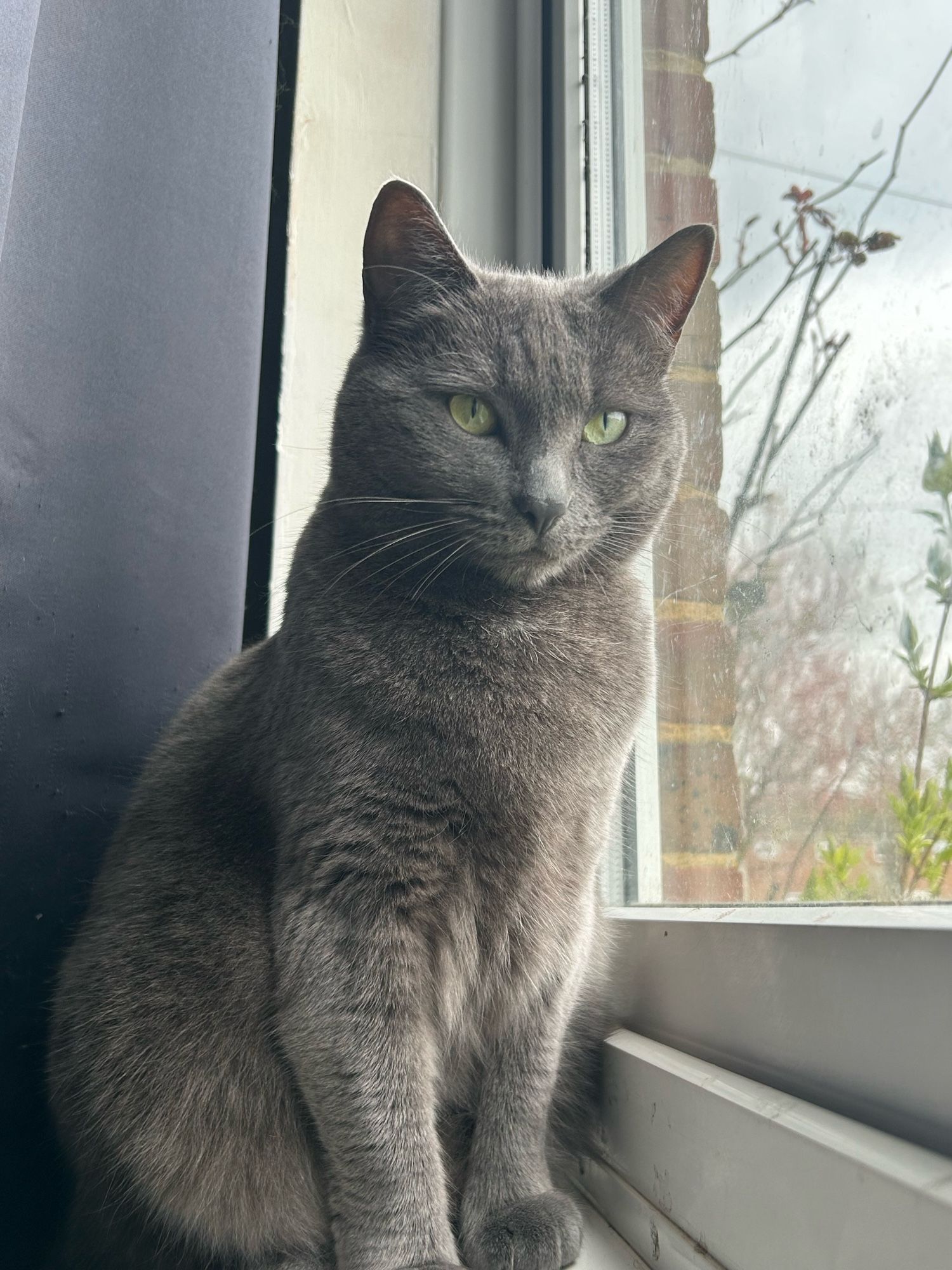 A grey cat with green eyes looks just off the camera. She’s sitting on a window ledge.