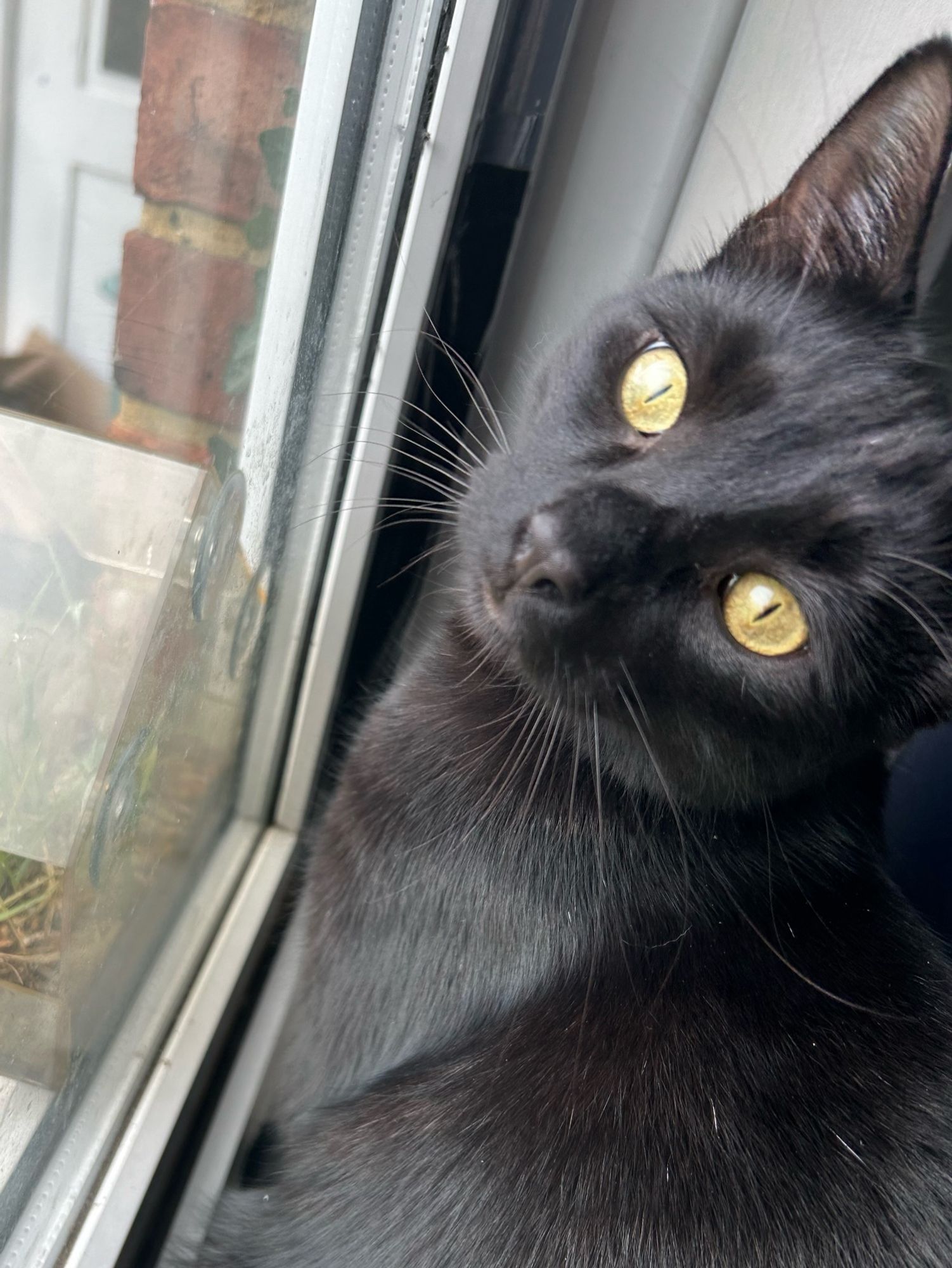 A black cat with yellow eyes looks at the camera. He’s sitting on a window ledge.