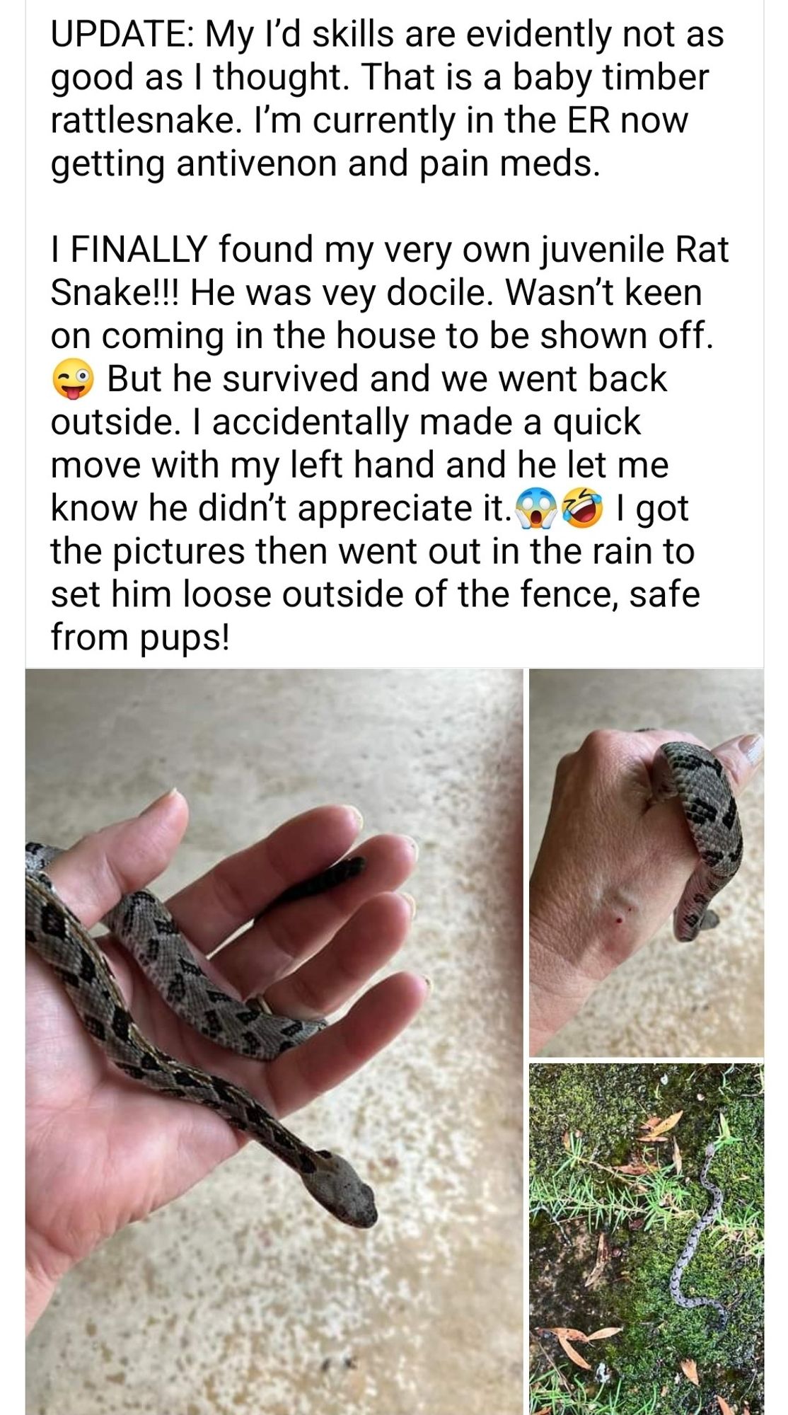 Facebook post. A hand holding a tiny snake. A tiny snake in the green grass. 
I finally found my own juvenile rat snake!! He was very docile. Wasn't keen on coming into the house to be shown off. But he survived and we went back outside. I accidentally made a quick move with my left hand and he let me know he didn't appreciate it. I got the pictures then went out into the rain to set him loose outside the fence from the pups! 

Update: my id skills are evidently not as good as I thought. That is a baby timber rattlesnake. I'm currently in the ER now getting Anti-Venom and pain meds.