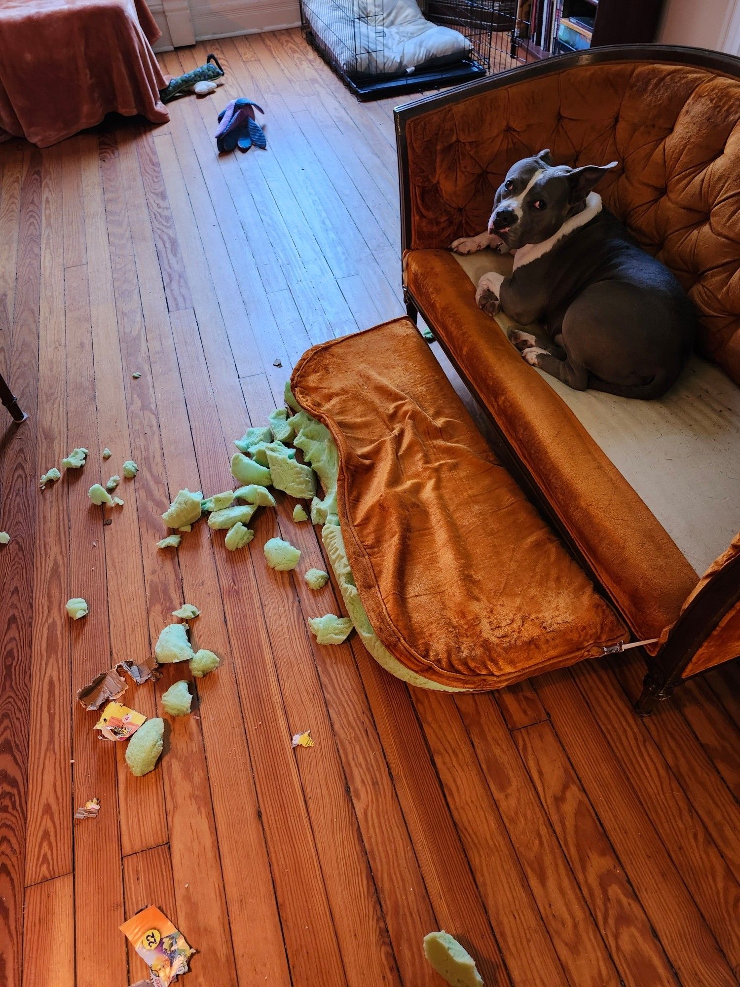 A gray and white Amstaff sits on the springs of an orange sofa the shredded remnants of the cushion lay on the ground below