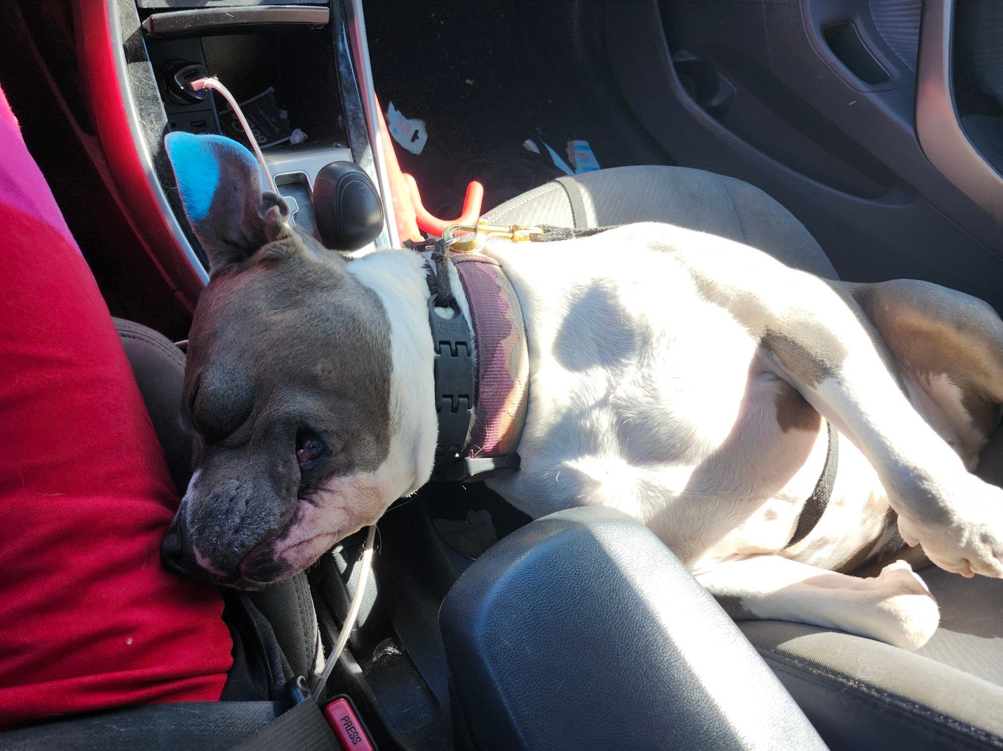 A gray and white Amstaff plays across the center console of a car sleeping