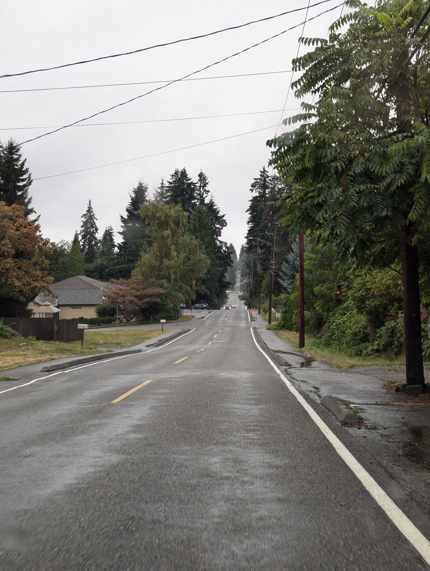 A beautiful view of a gray street lined with varying degrees of deep green and tall coniferous trees on a gray, rainy, and misty day in the Pacific Northwest!