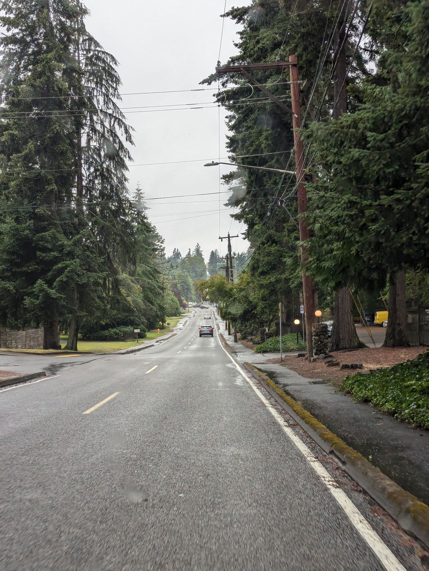 A beautiful view of a gray street lined with varying degrees of deep green and tall coniferous trees on a gray, rainy, and misty day in the Pacific Northwest!