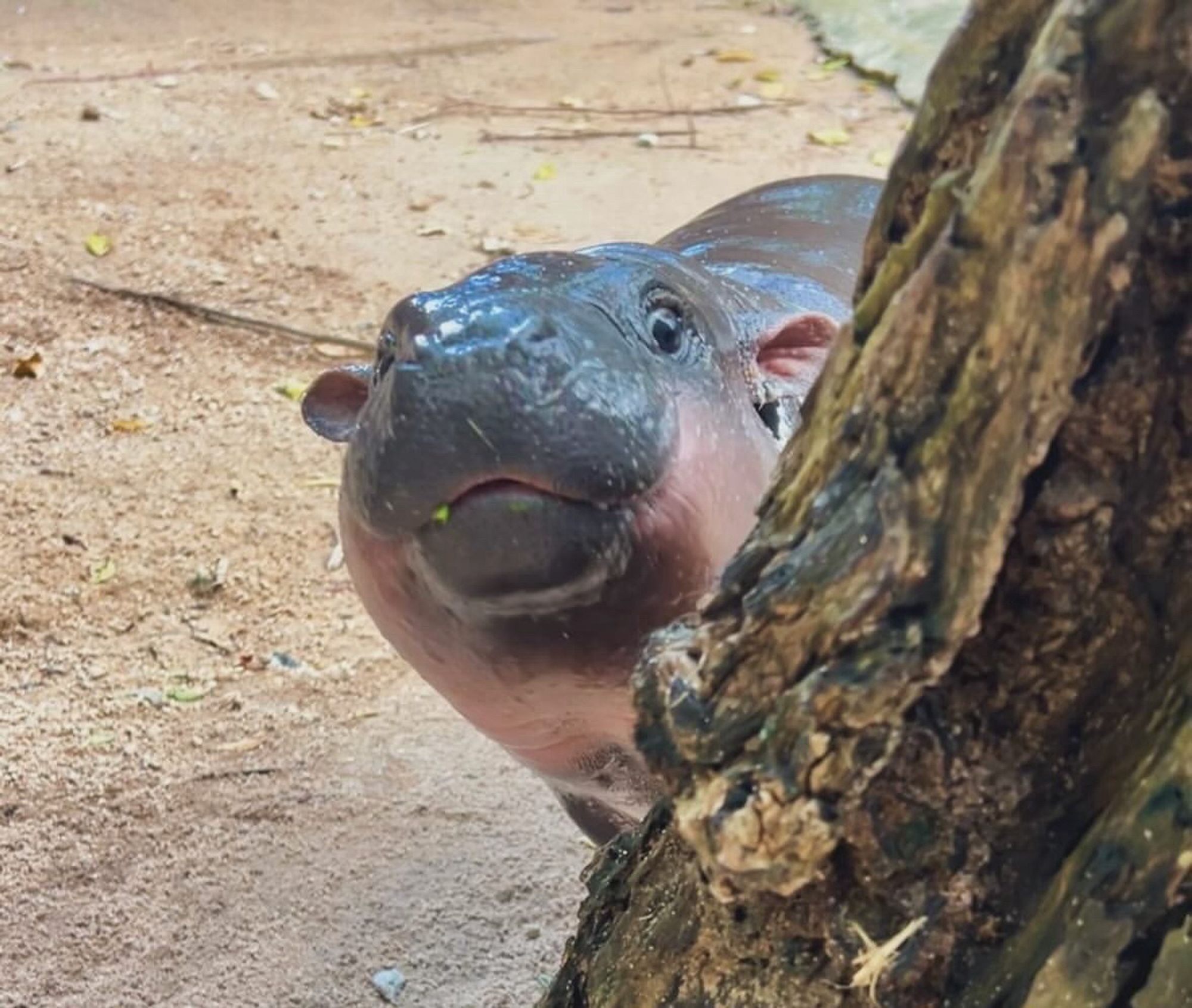 Moo Deng guckt hinter einem Baum hervor.