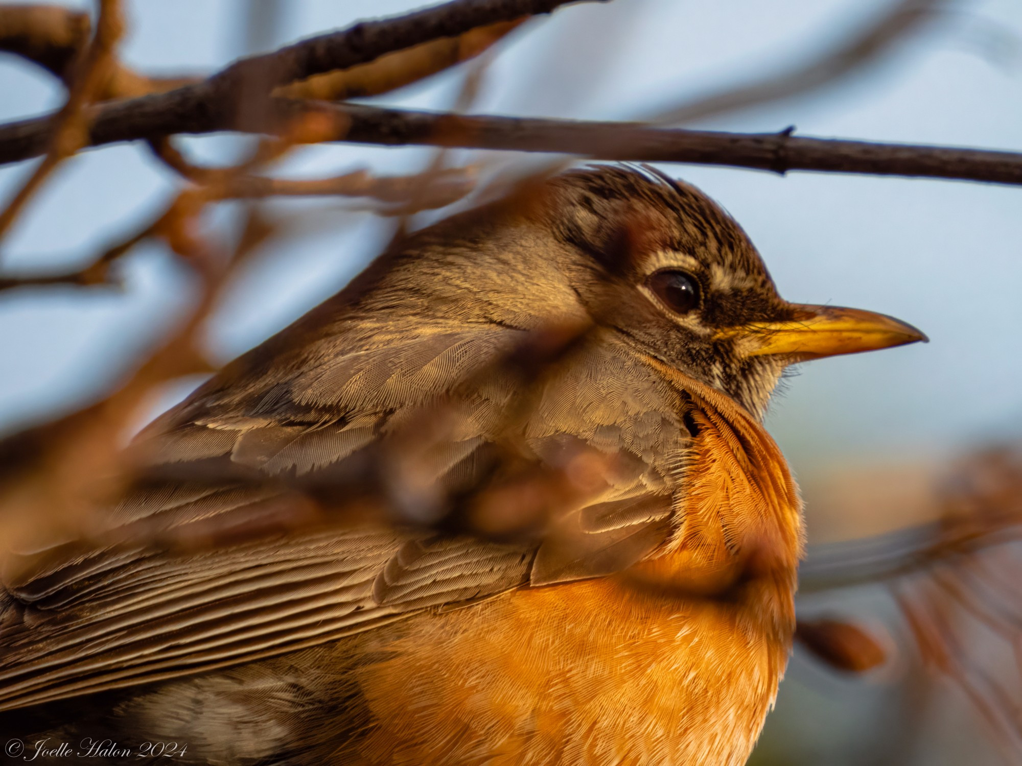 American robin at sunset