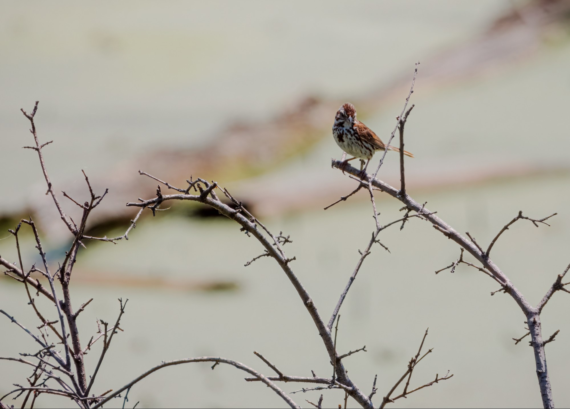 Song sparrow sitting in a trio of branches.