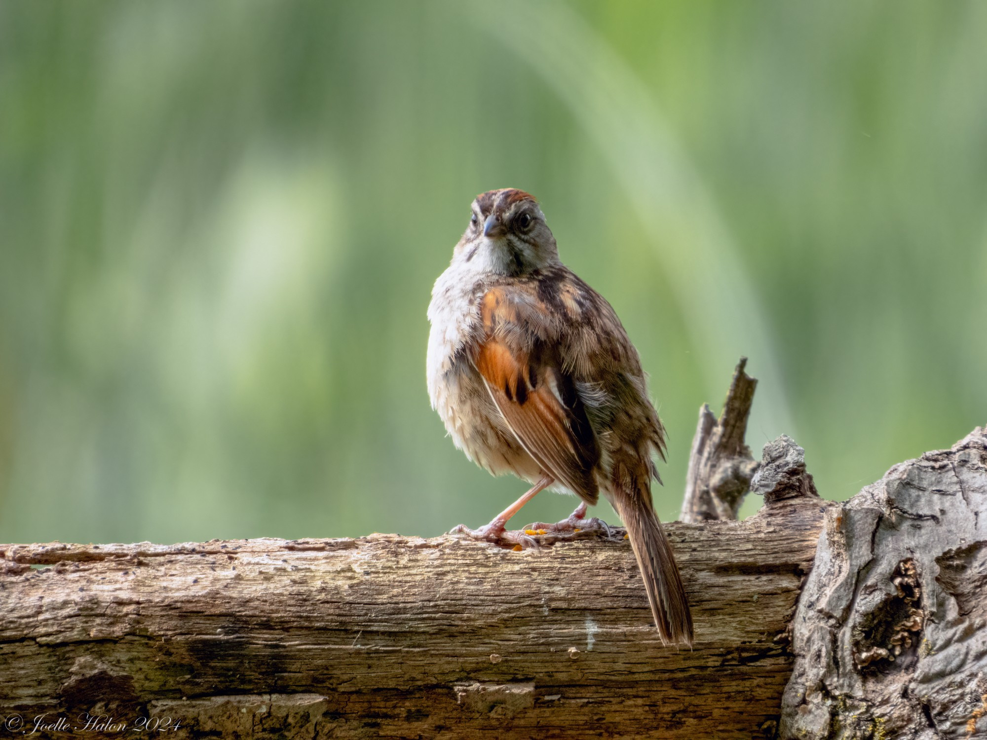 Swamp sparrow sitting on a log.