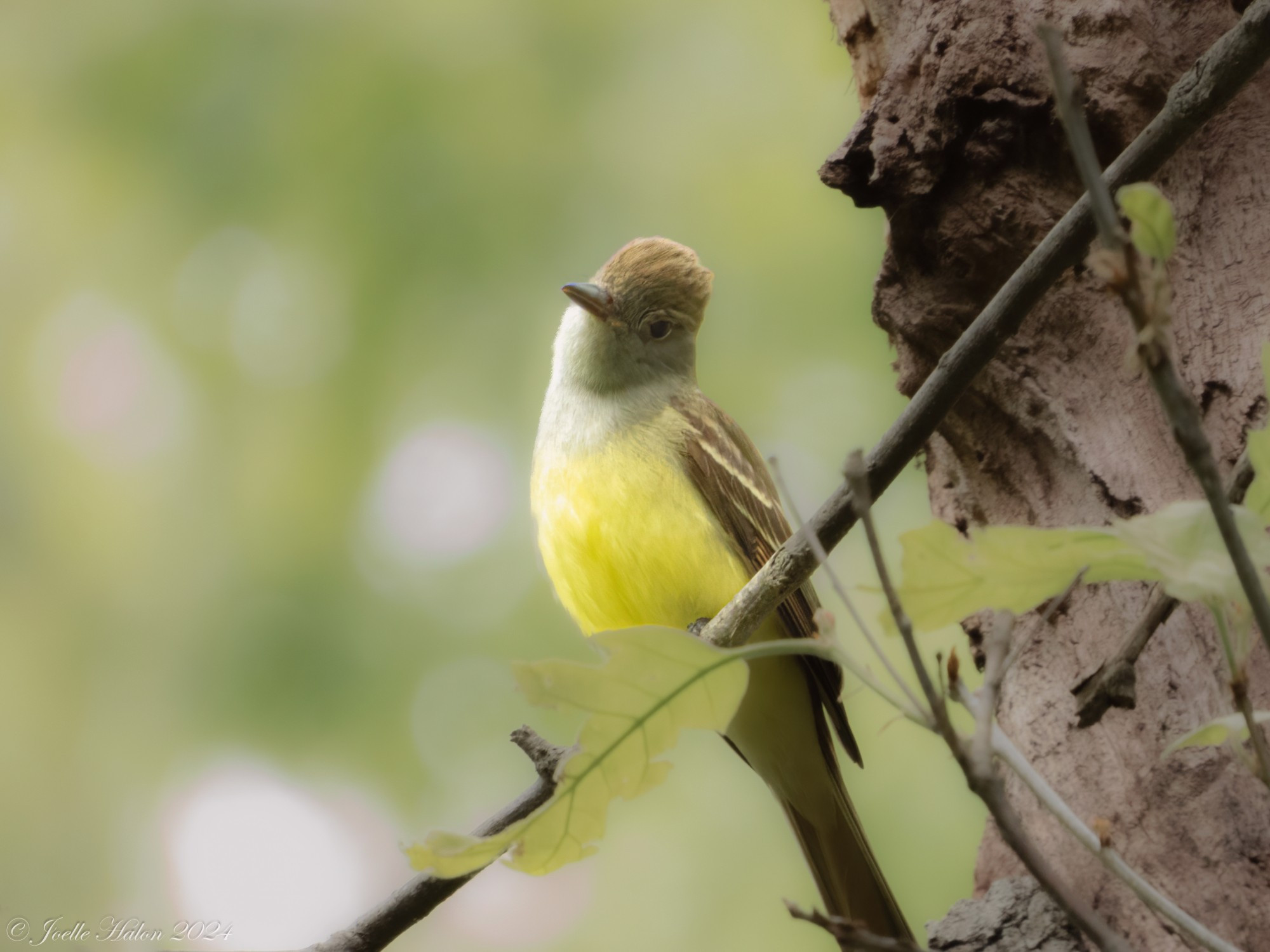 Great-crested flycatcher sitting on a branch