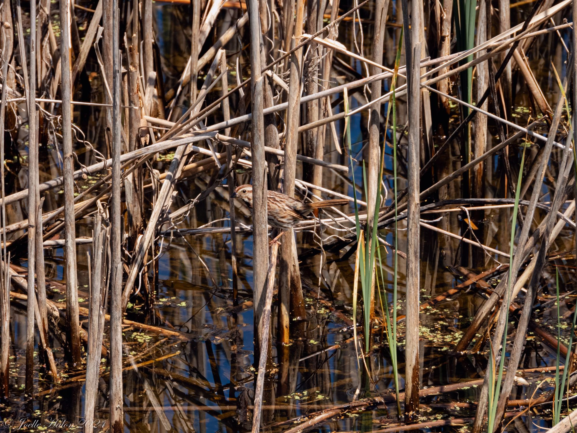 A song sparrow hidden in the reeds