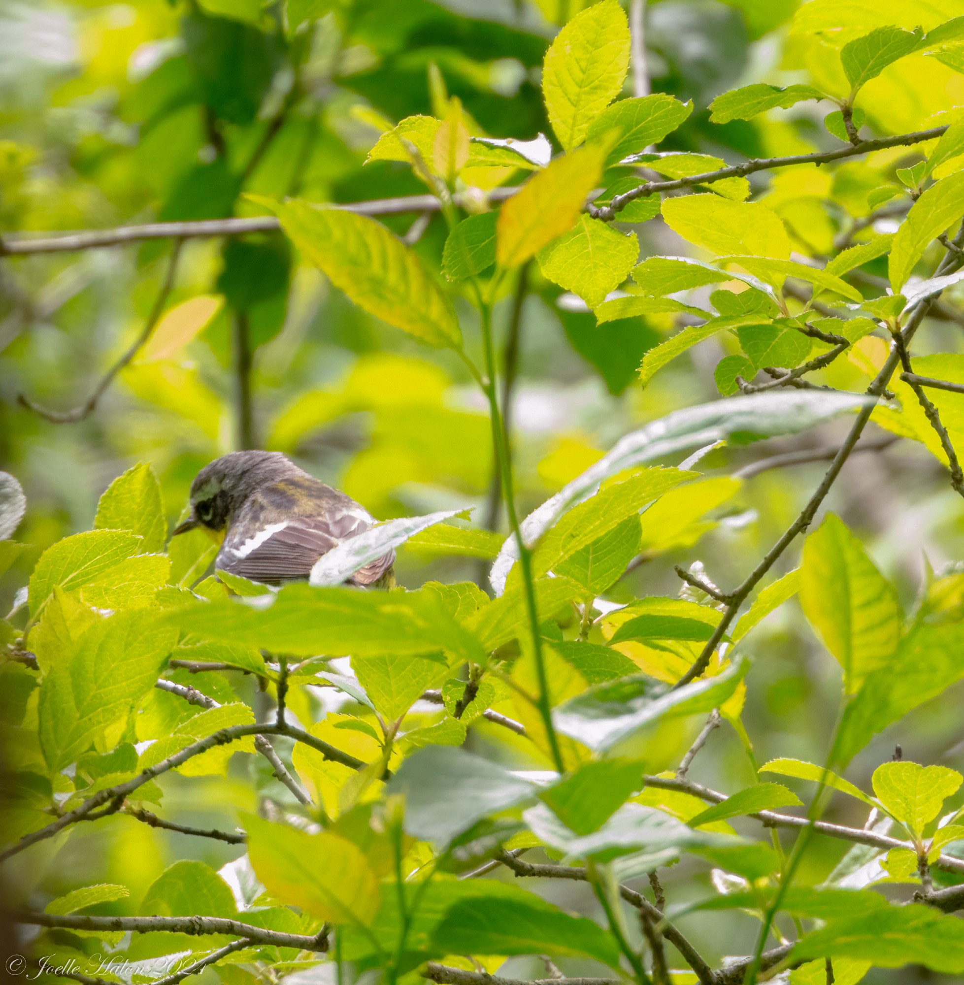 Magnolia warbler facing away from the camera, surrounded by leaves