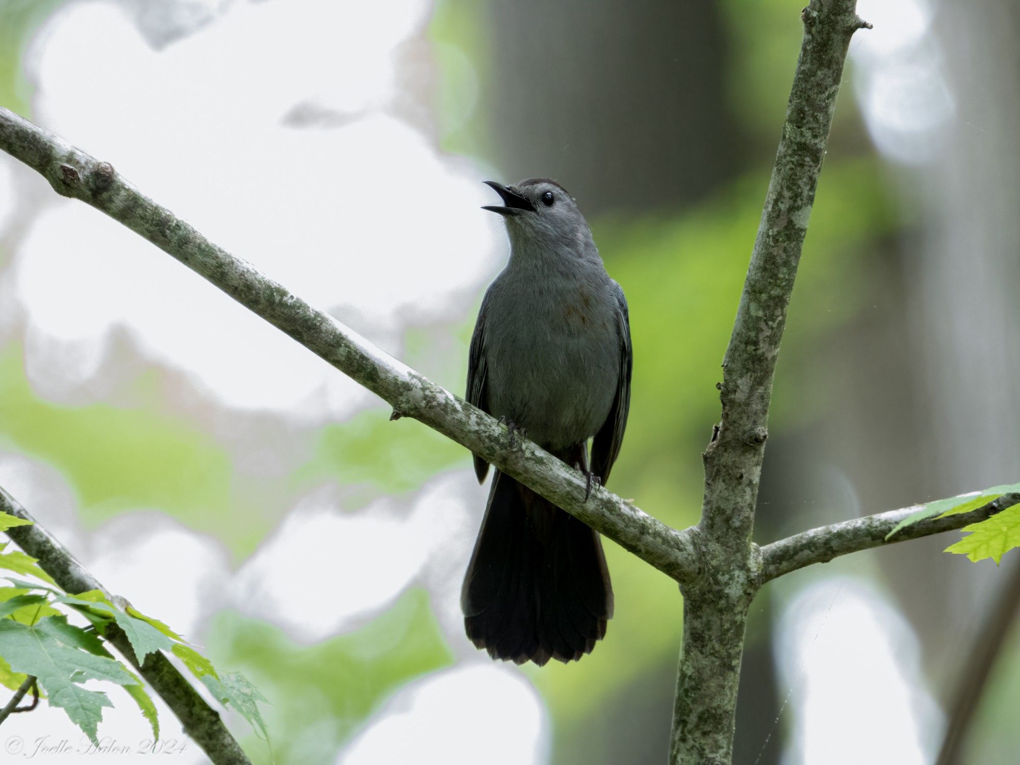 Singing gray catbird